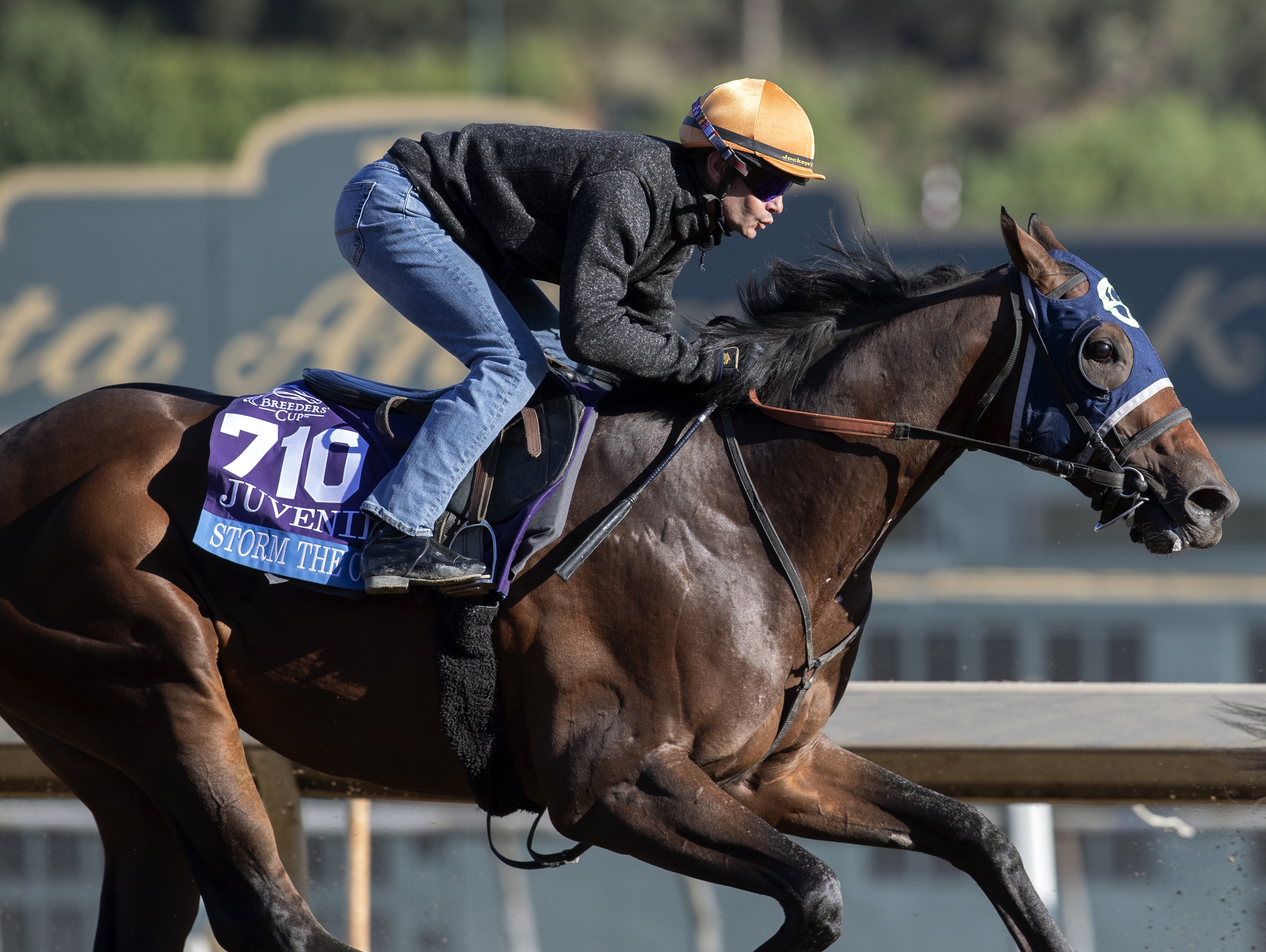 Storm the Court trains at Santa Anita on 10.25.19