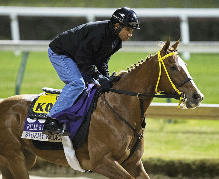 Stormy Embrace trains at Churchill on Oct. 29