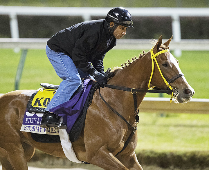 Stormy Embrace trains at Churchill on Oct. 29