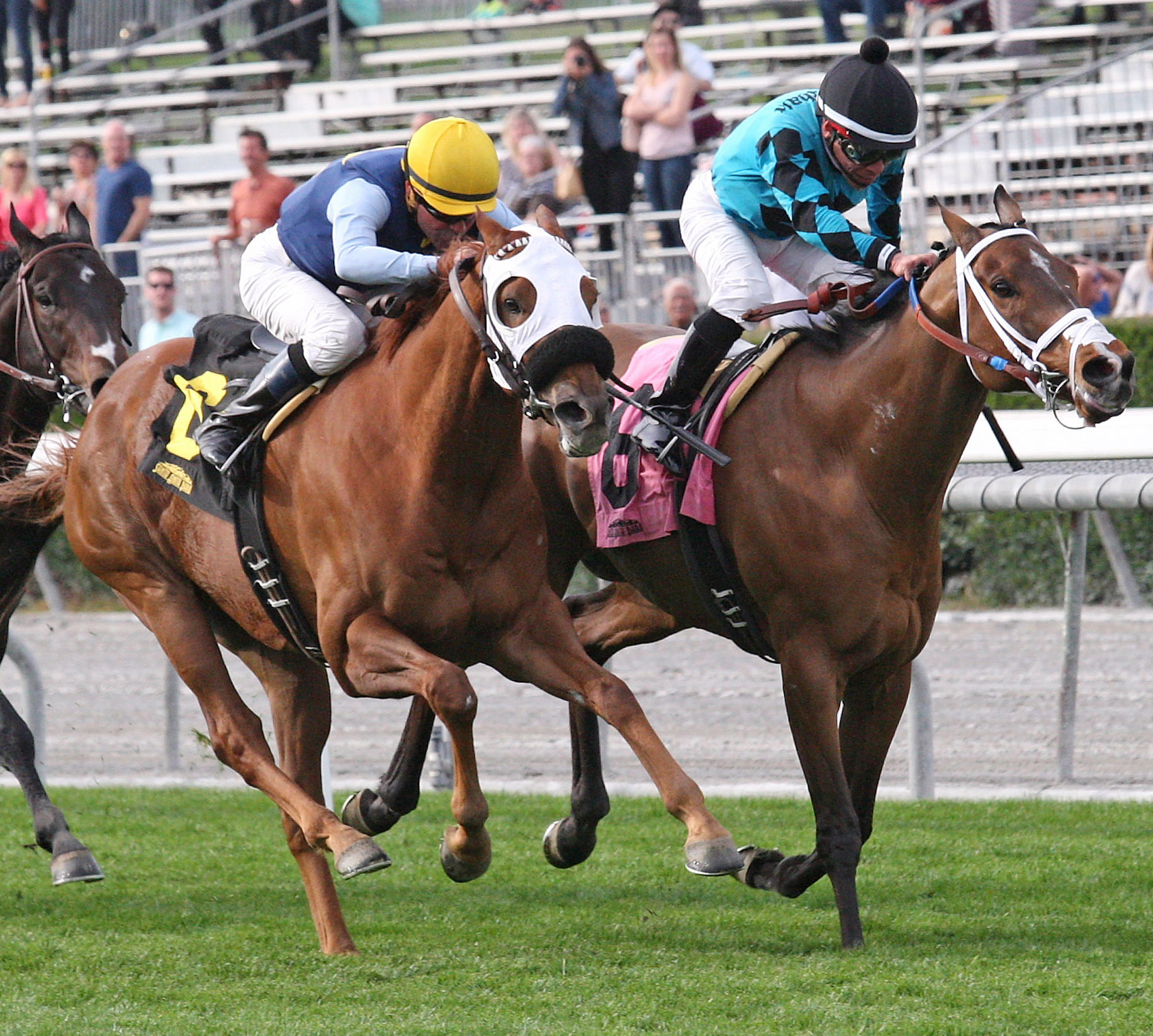 Perfectly Majestic finishes second in the Joe Hernandez Stakes