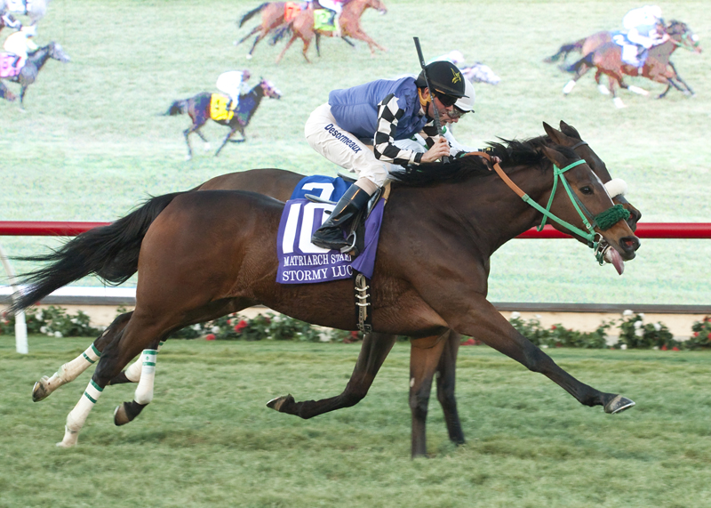 Stormy Lucy wins 2015 Matriarch
