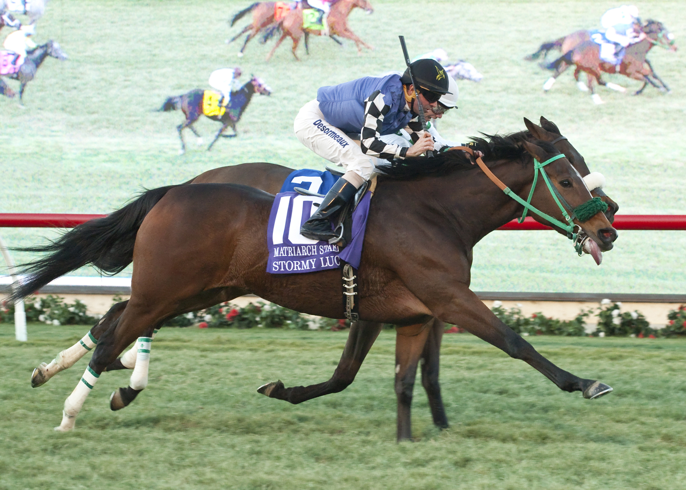 Stormy Lucy 11-2015