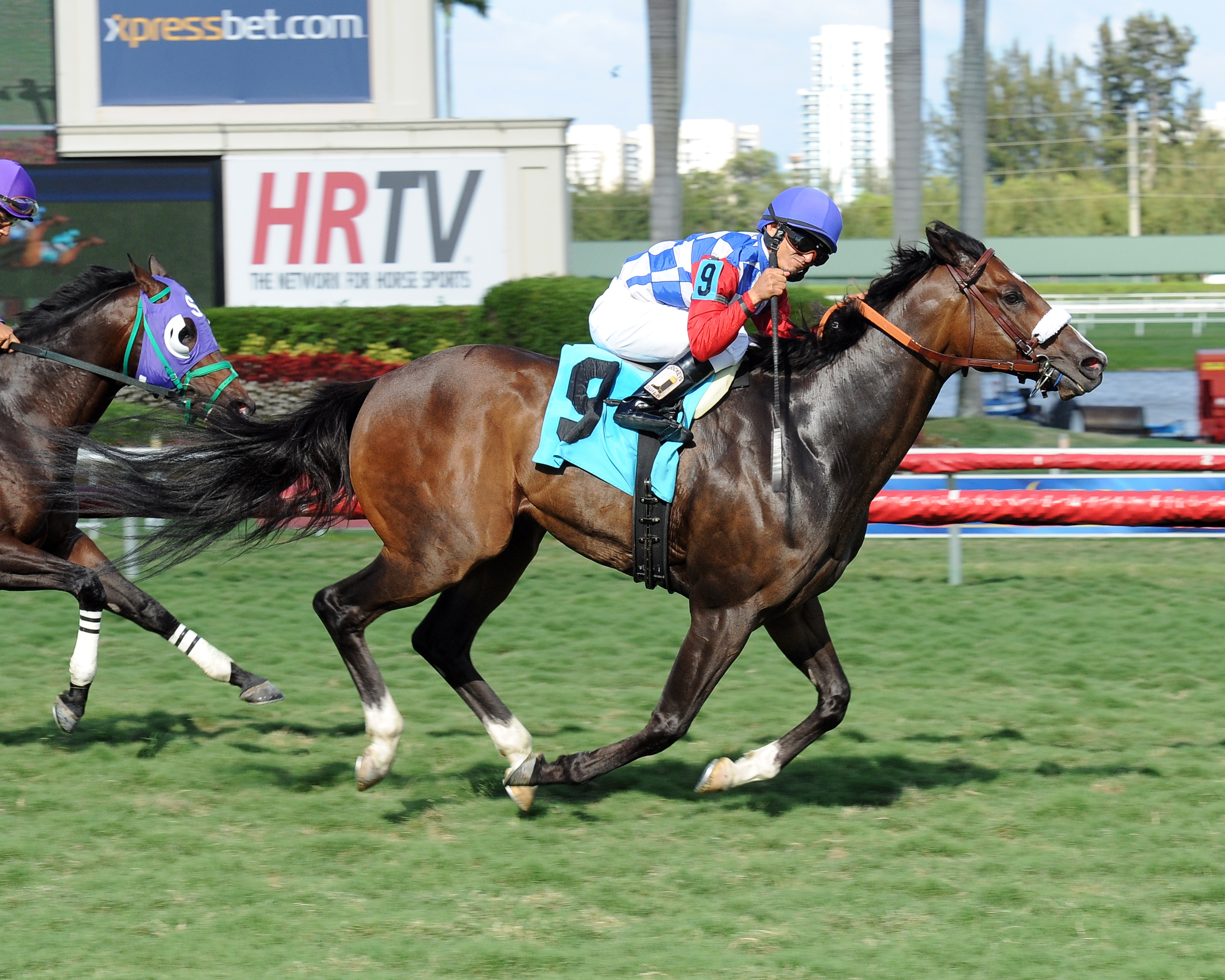 Stormy Rush wins the 2014 Lincoln Stakes