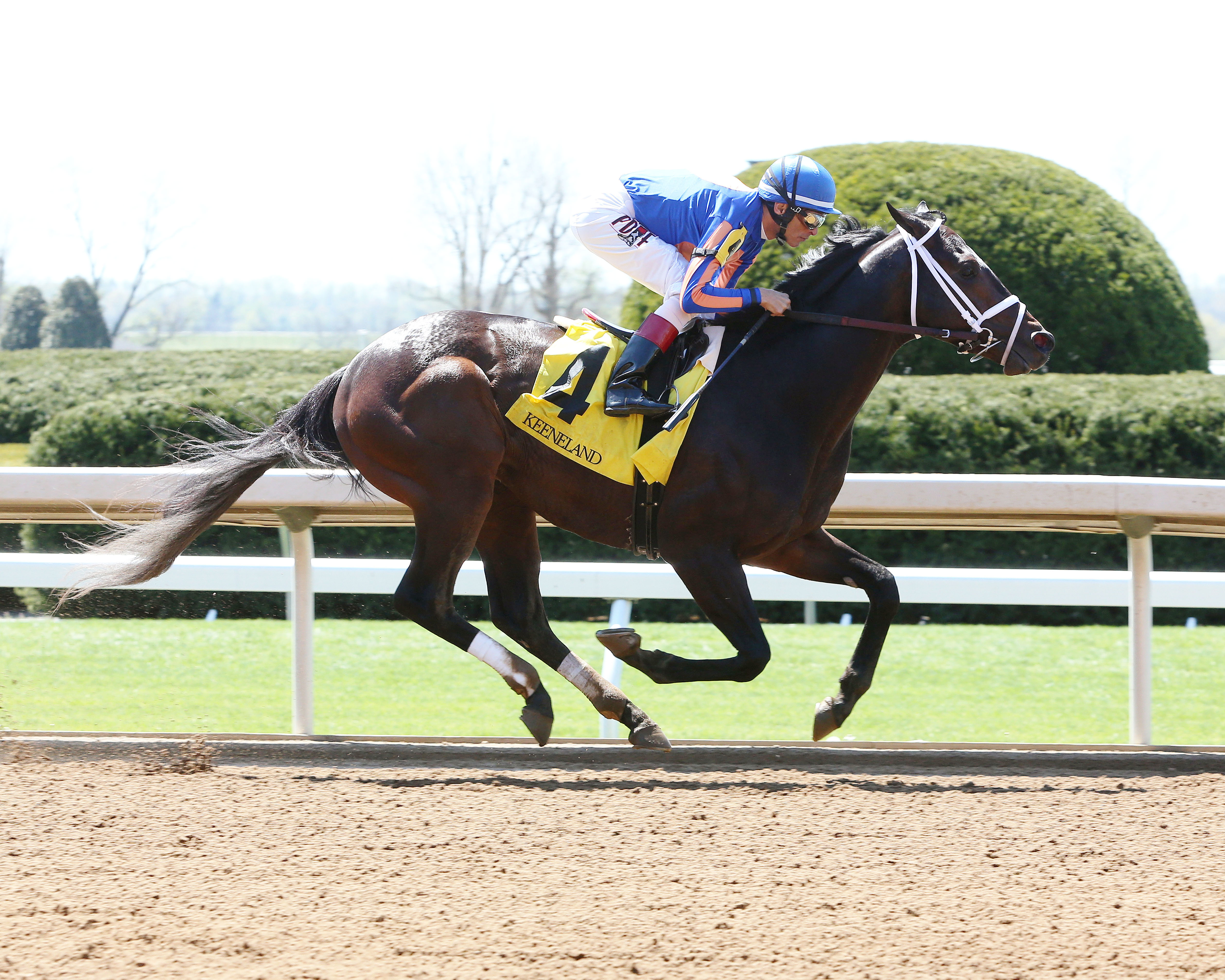 Stradivari wins an allowance race on April 17