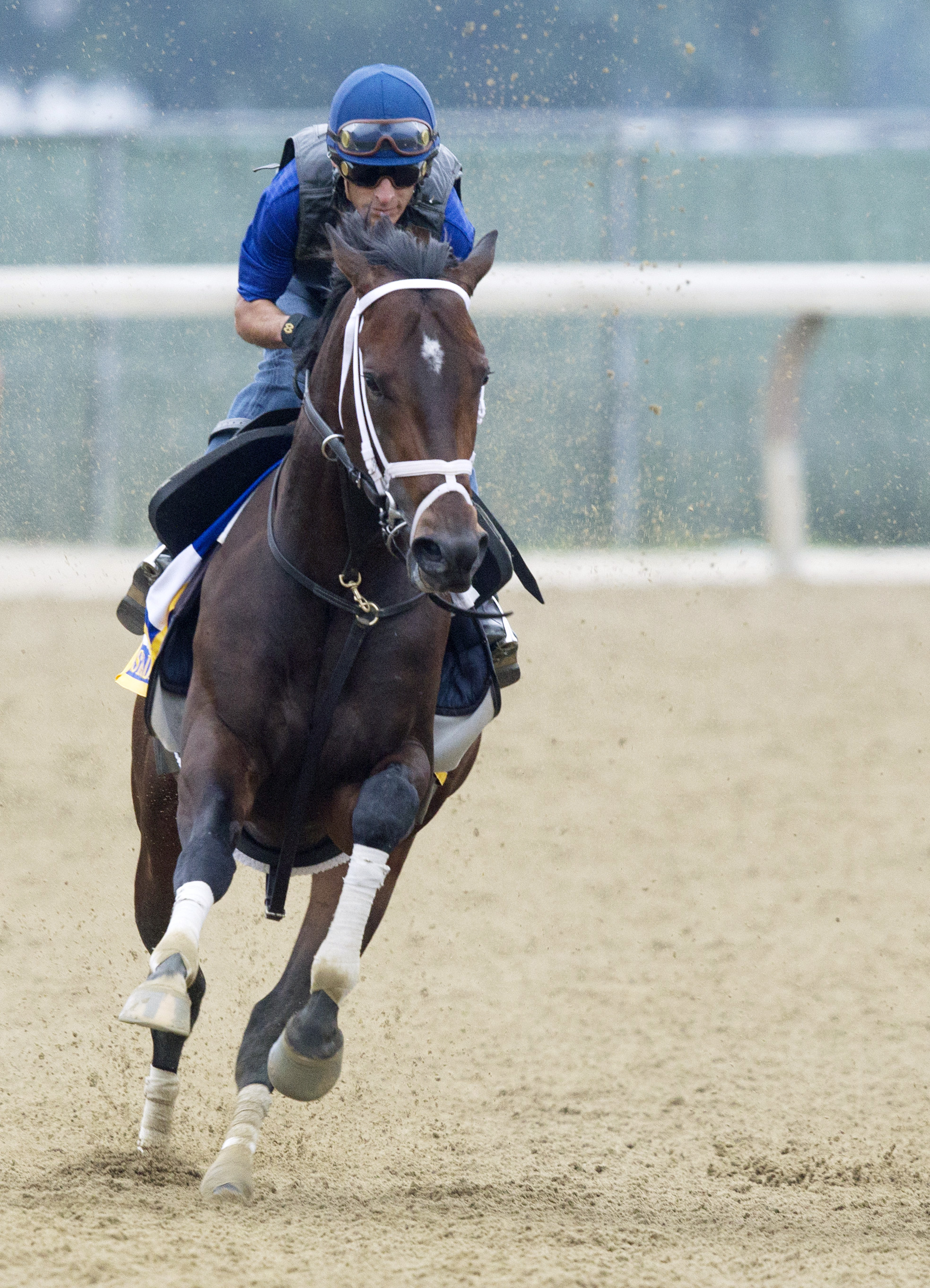 Stradivari trains at Belmont Park on June 3