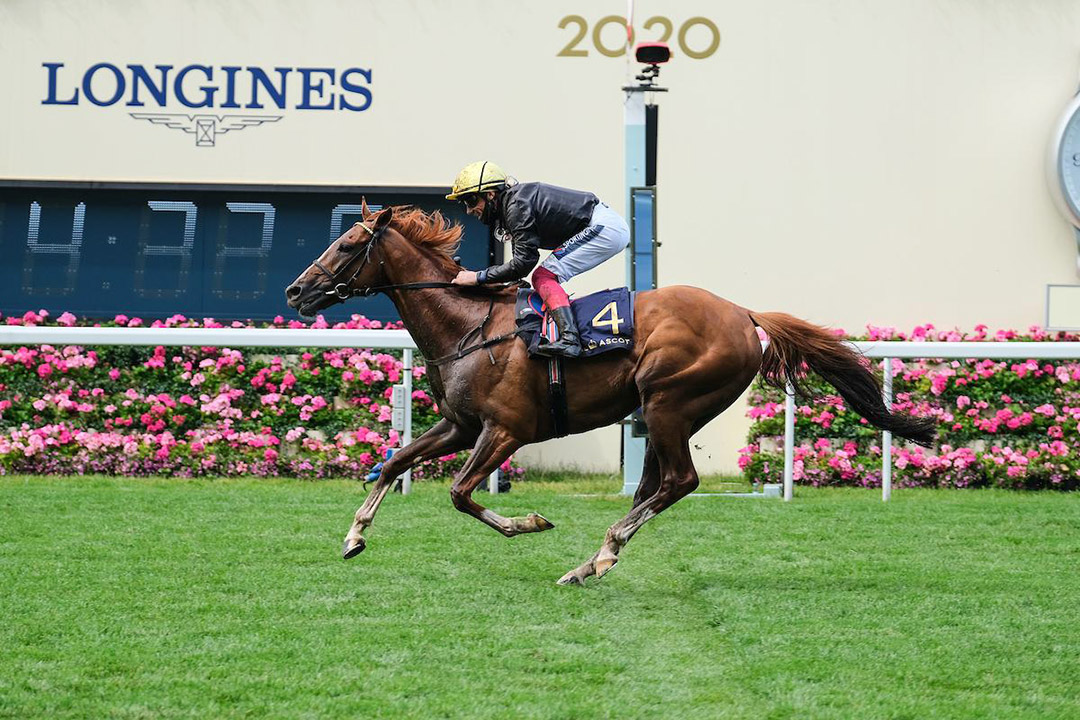 Stradivarius wins the 2020 Gold Cup at Royal Ascot