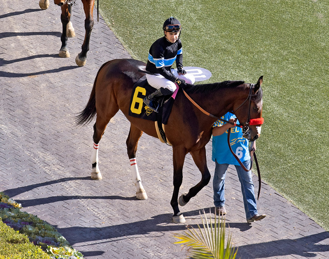 Straight Up G at Del Mar on Nov. 11