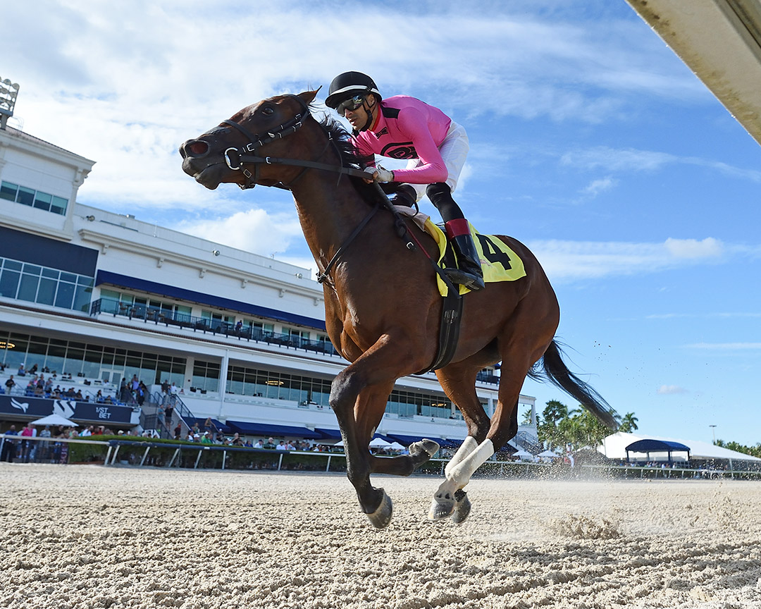 Strategic Bird wins a Nov. 13 maiden race at Gulfstream Park