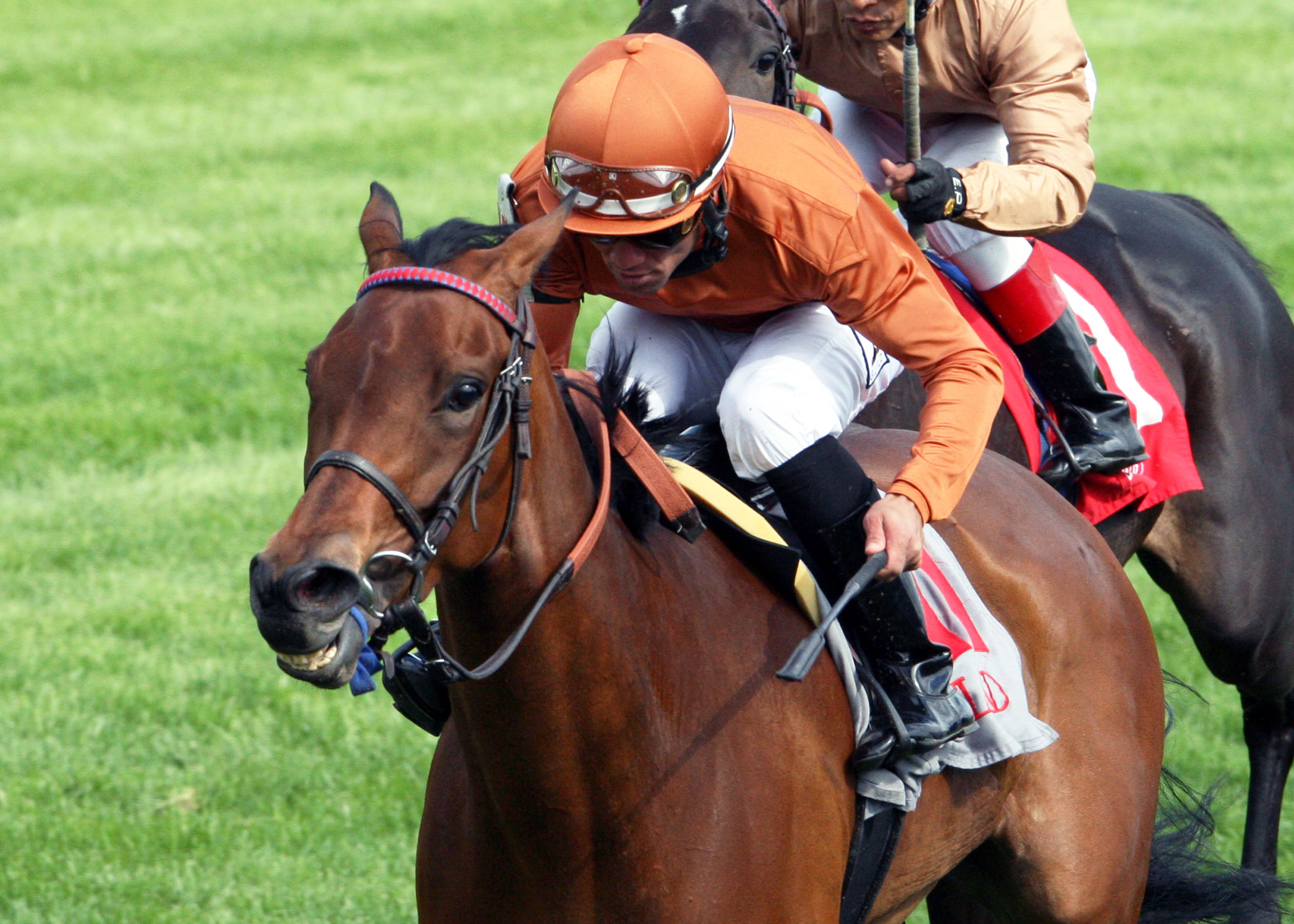 Weekend Warrior for May 25: Picks for Sheepshead Bay, Arlington Classic, Louisville Handicap