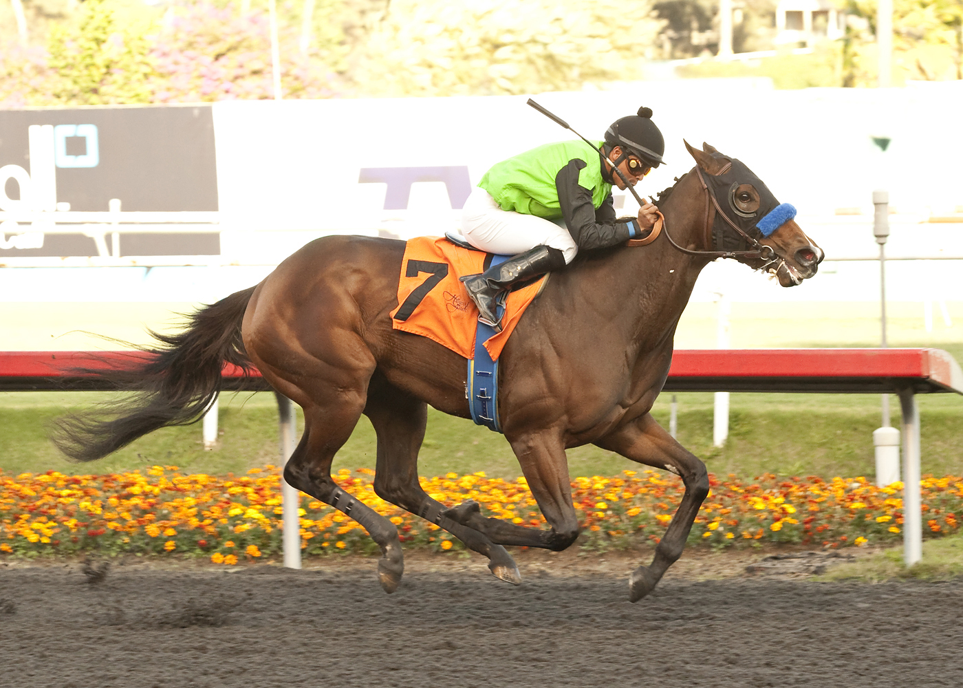 Streaming wins the Hollywood Starlet