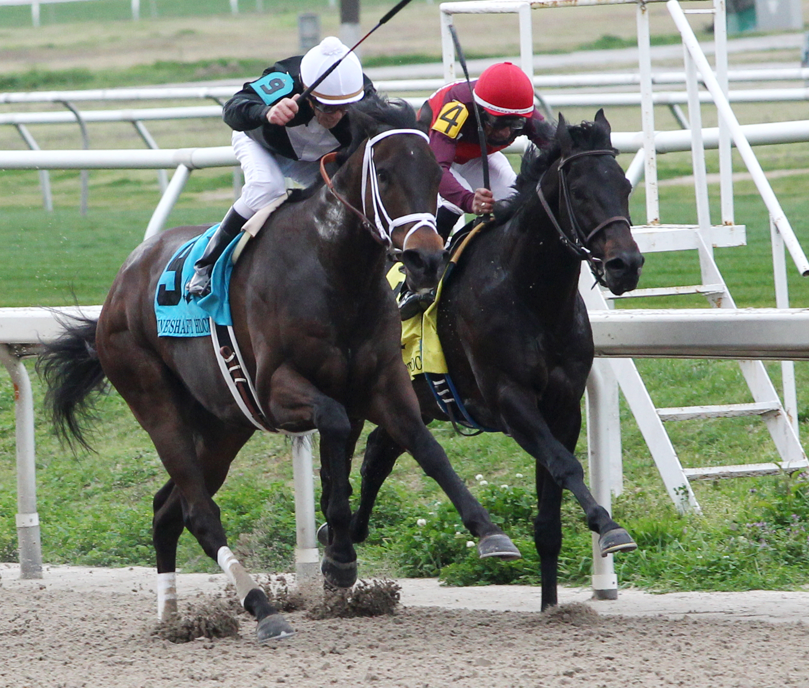 Mystery Train finishes second in the Mineshaft Handicap