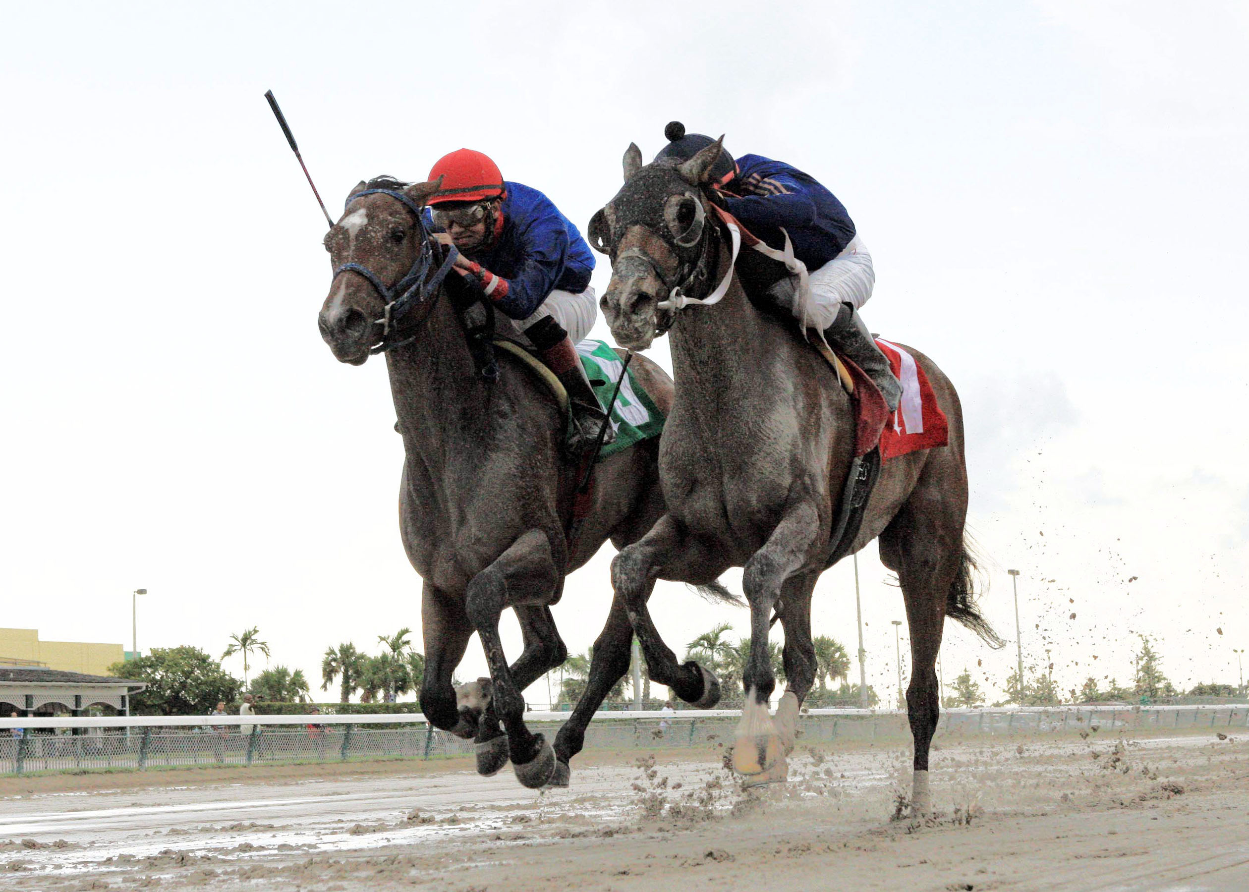 Street Girl wins the Calder Oaks