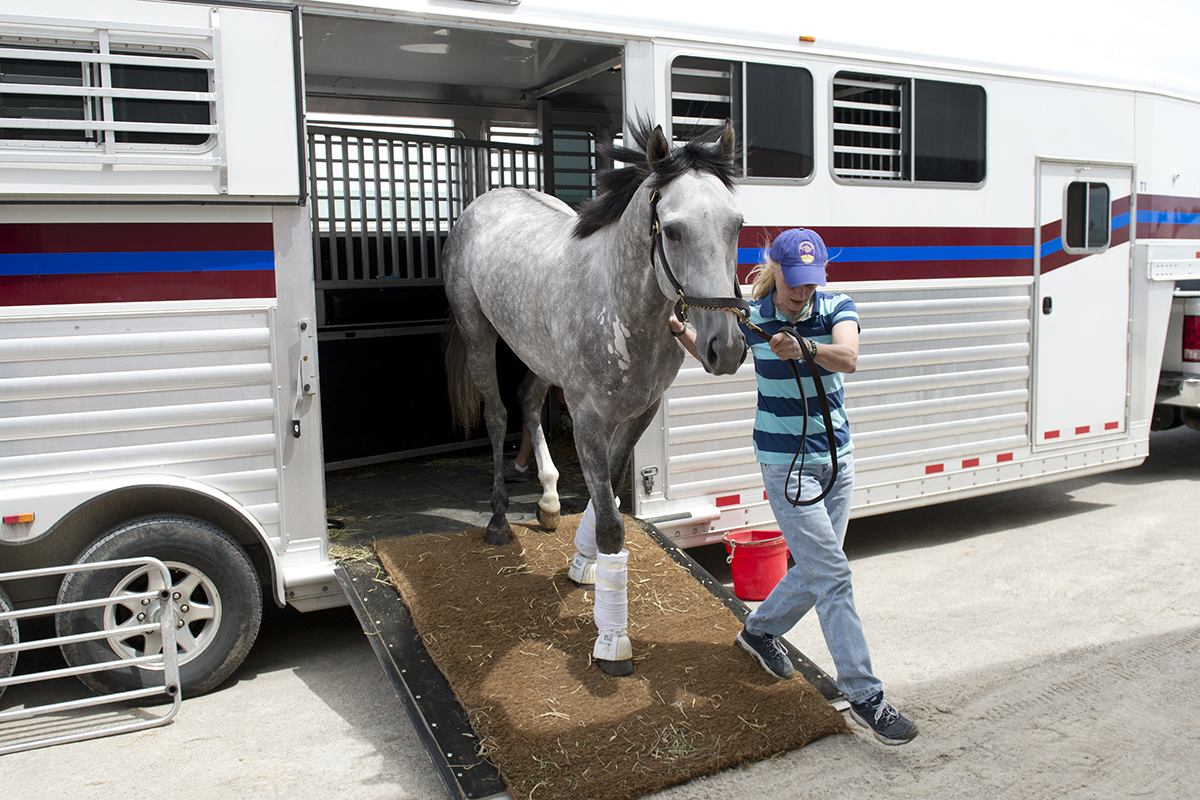 Strike Me Down arrives at Woodbine on June 26