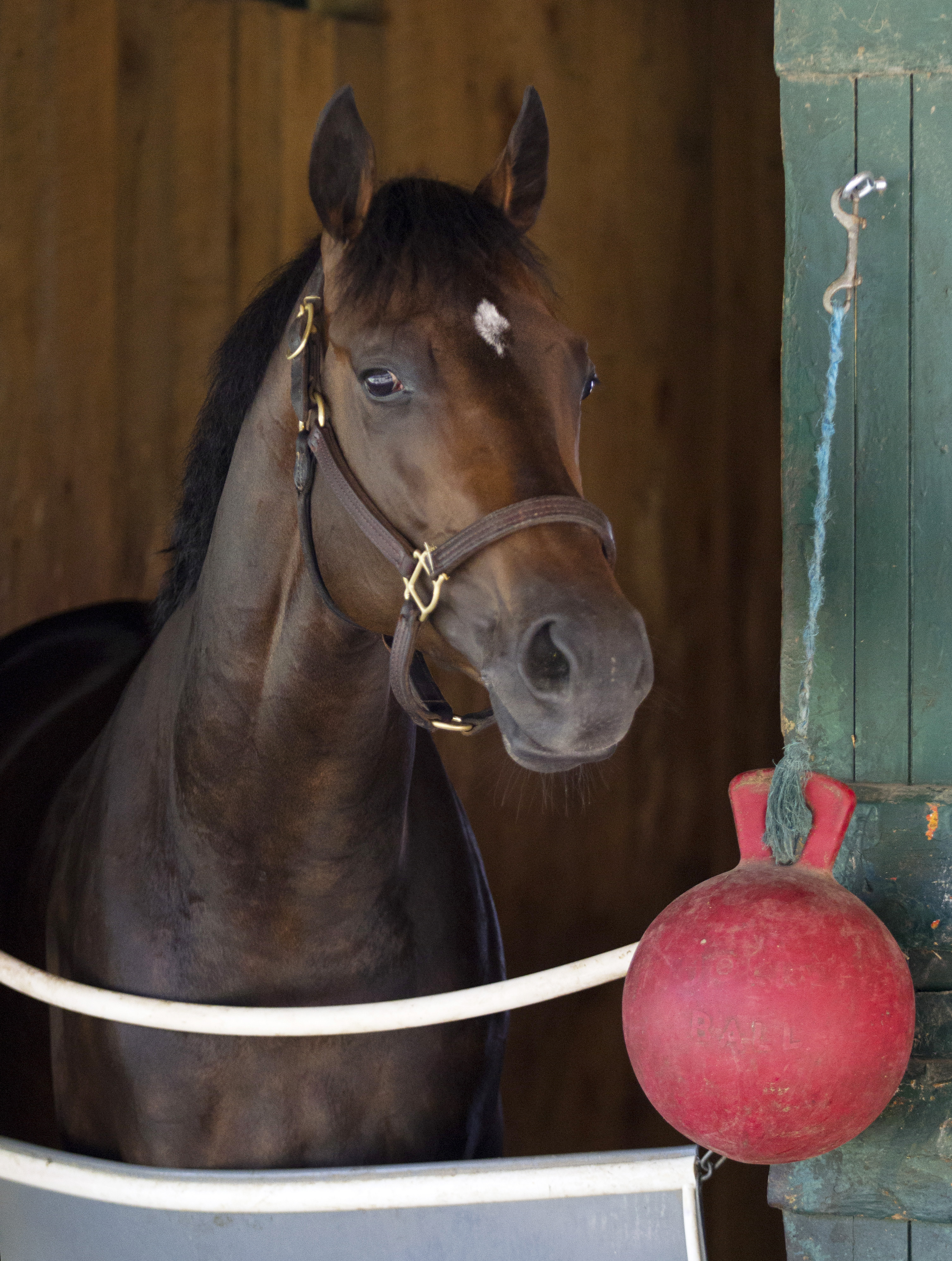Strike Midnight in his stall at Saratoga