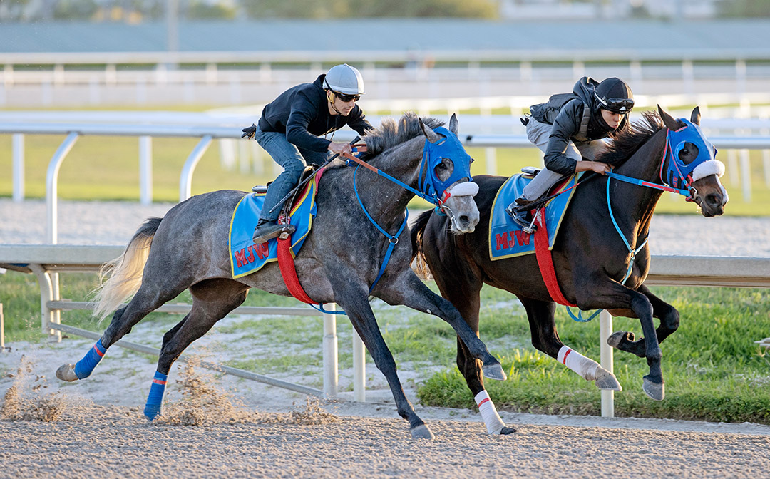 Strike Hard (outside) and High Yield Kitten train at Gulfstream Park on March 27