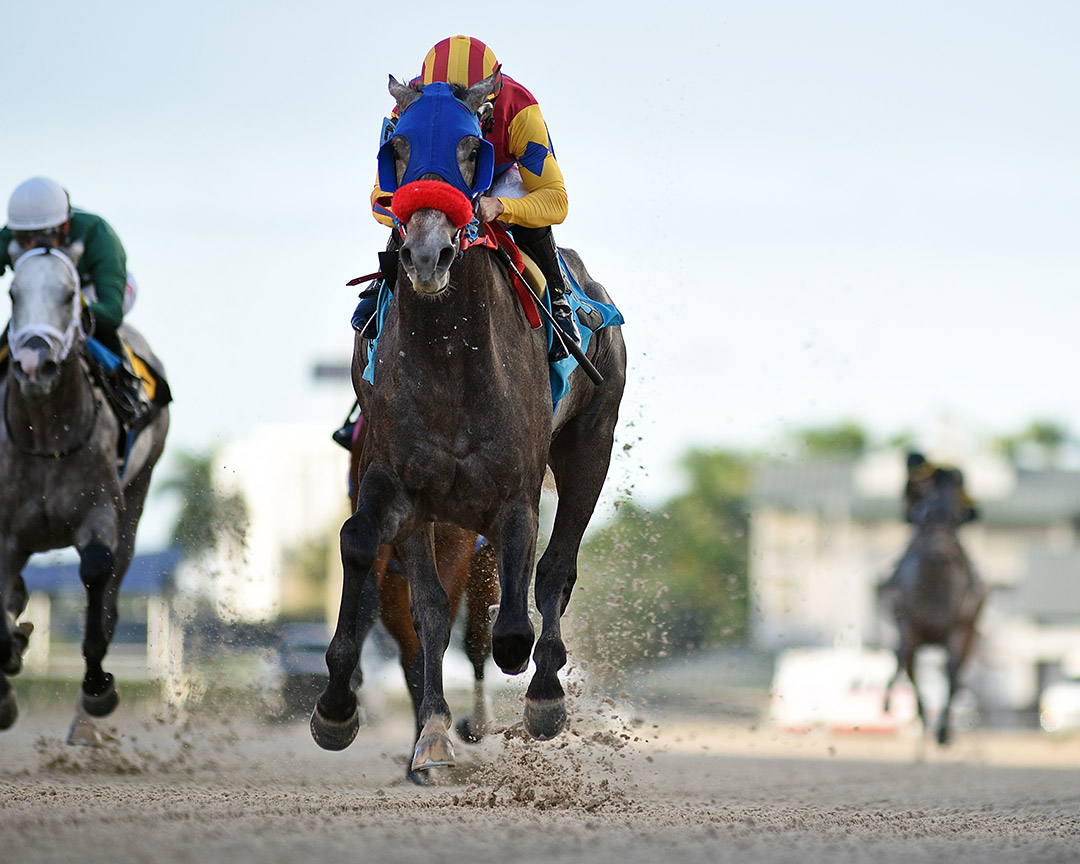 Strike Hard wins a Dec. 5 allowance at Gulfstream Park