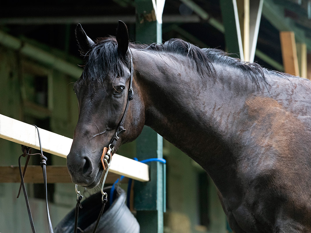 Strike the Tiger at Saratoga Race Course in July 2021