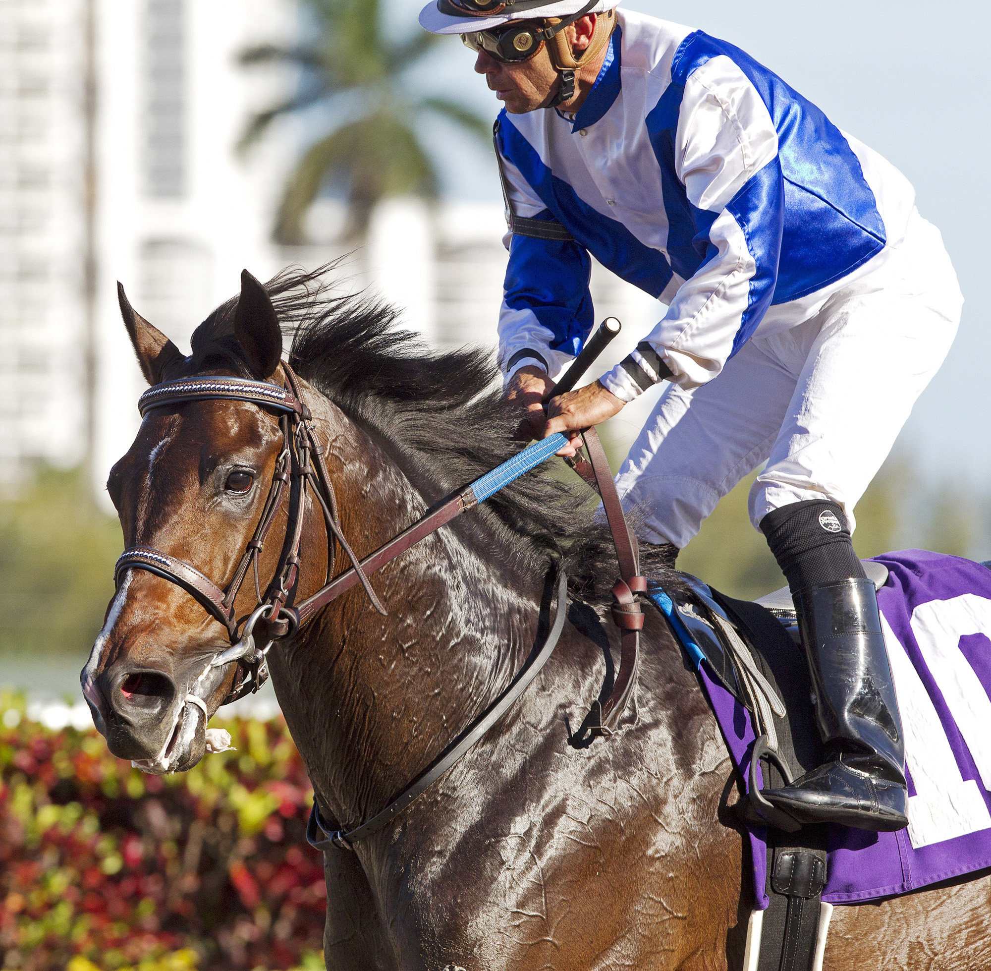 Stroll to Victory finishes eighth in a maiden race