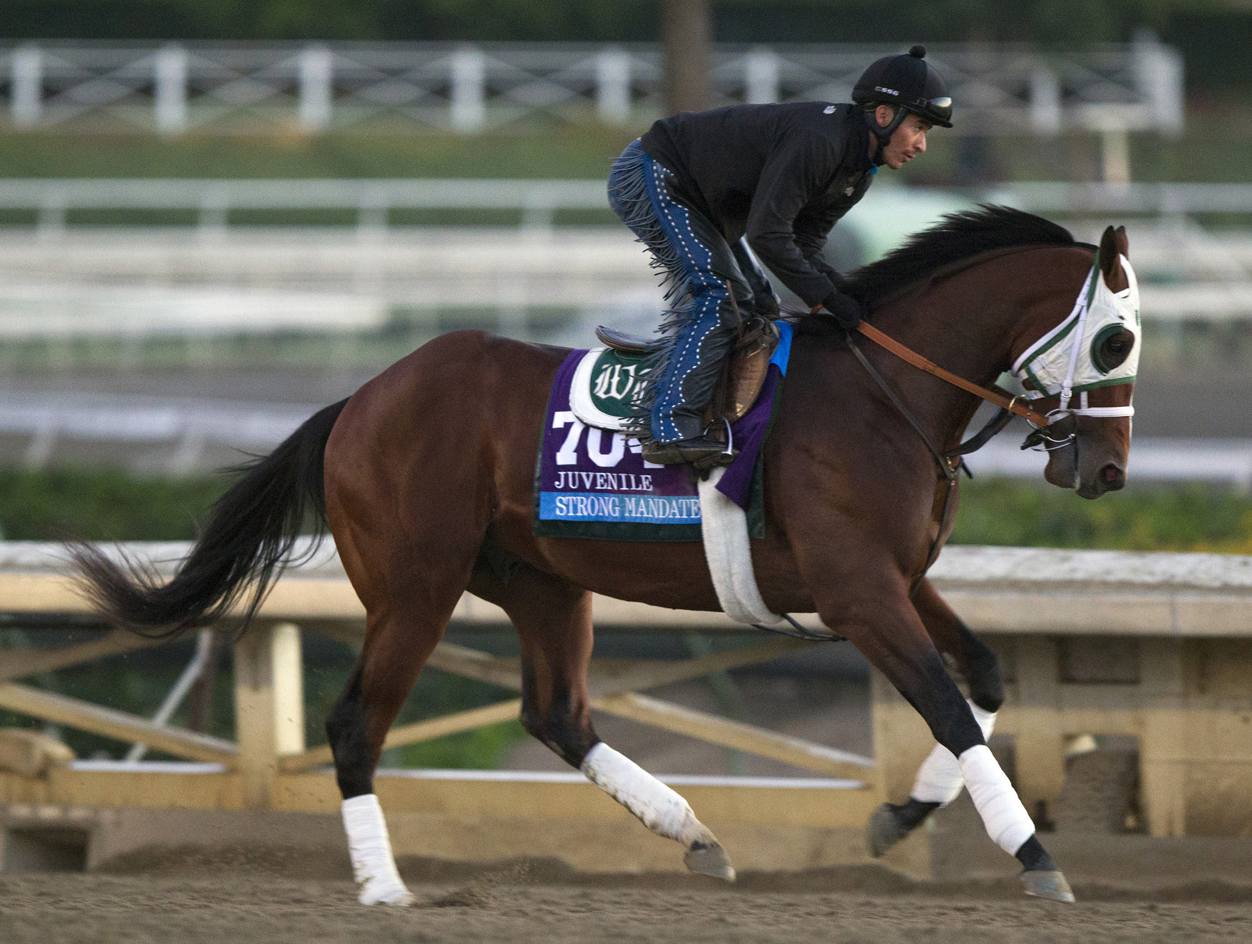 Strong Mandate trains at Santa Anita 10-30-13.