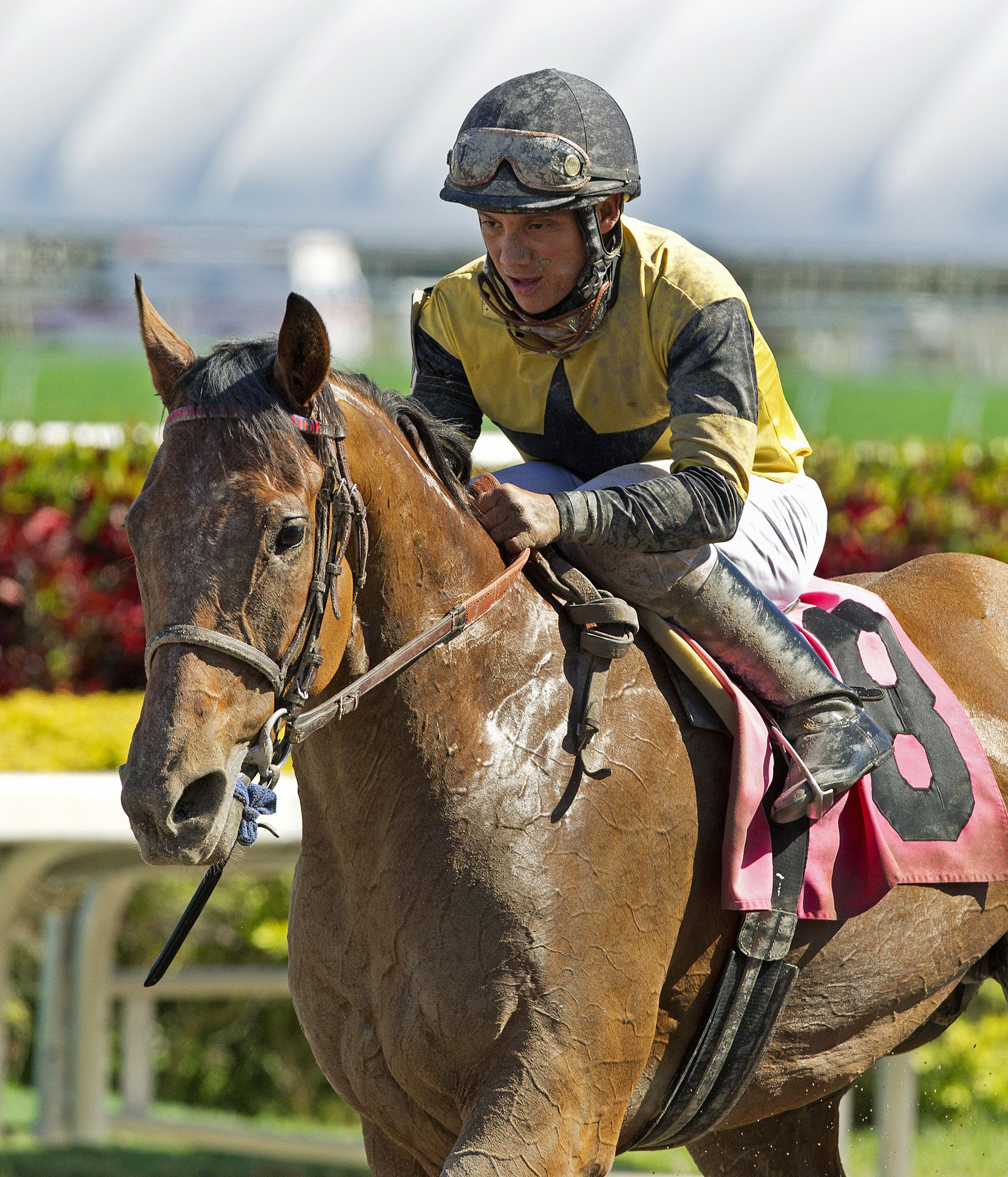 Strong Stipulation at a 2014 maiden race