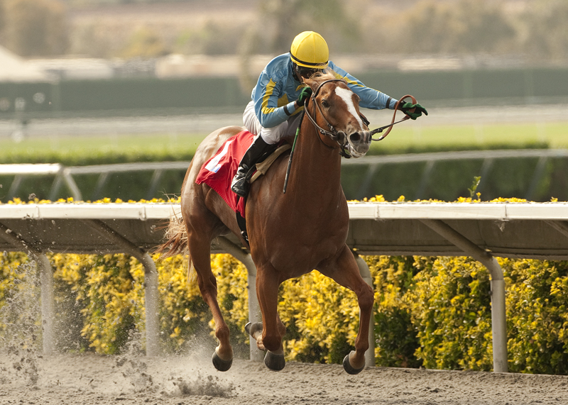 Strong Wind/Graduation Stakes