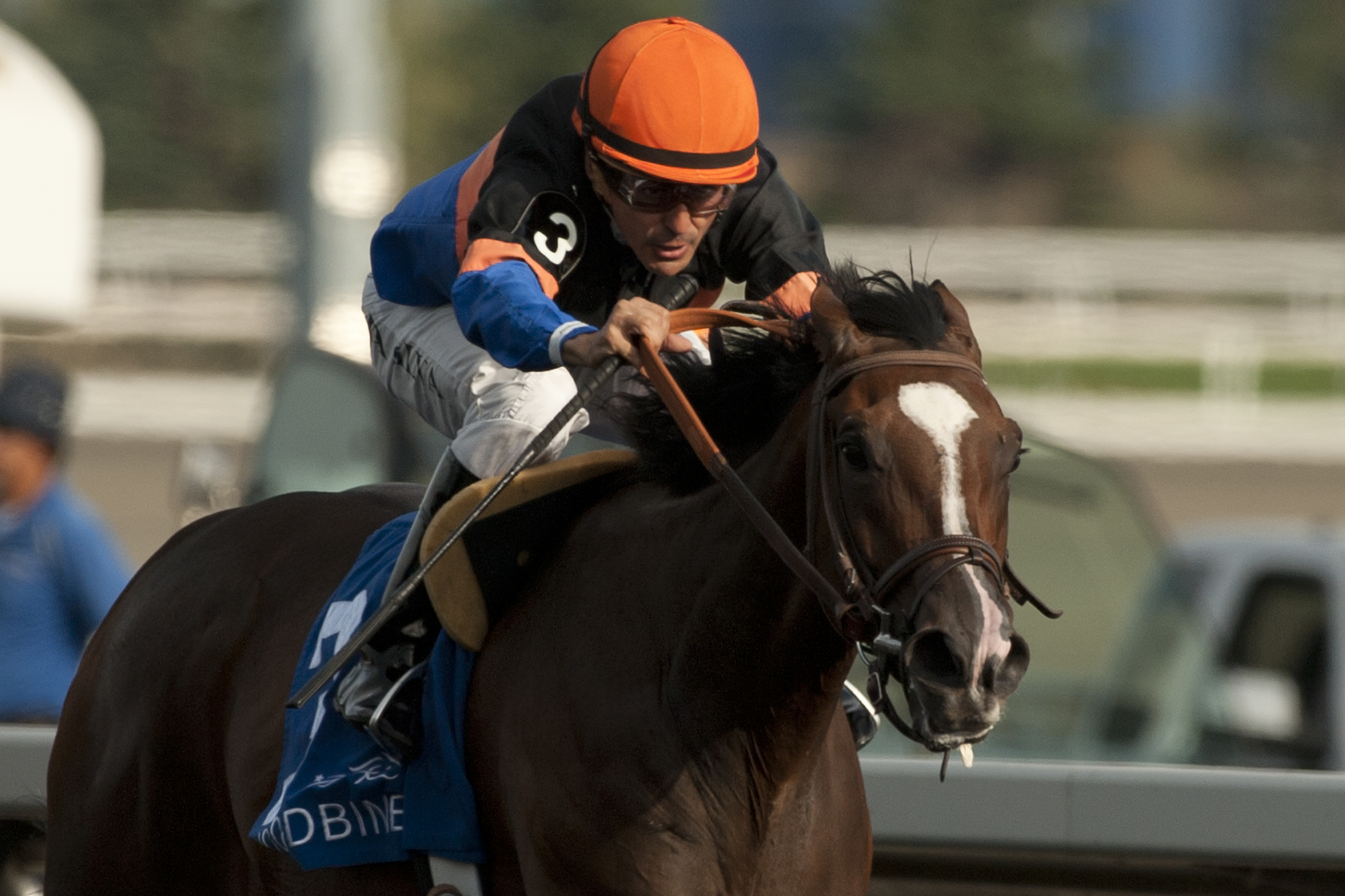 Strut the Course wins 2014 Smart 'n Classy