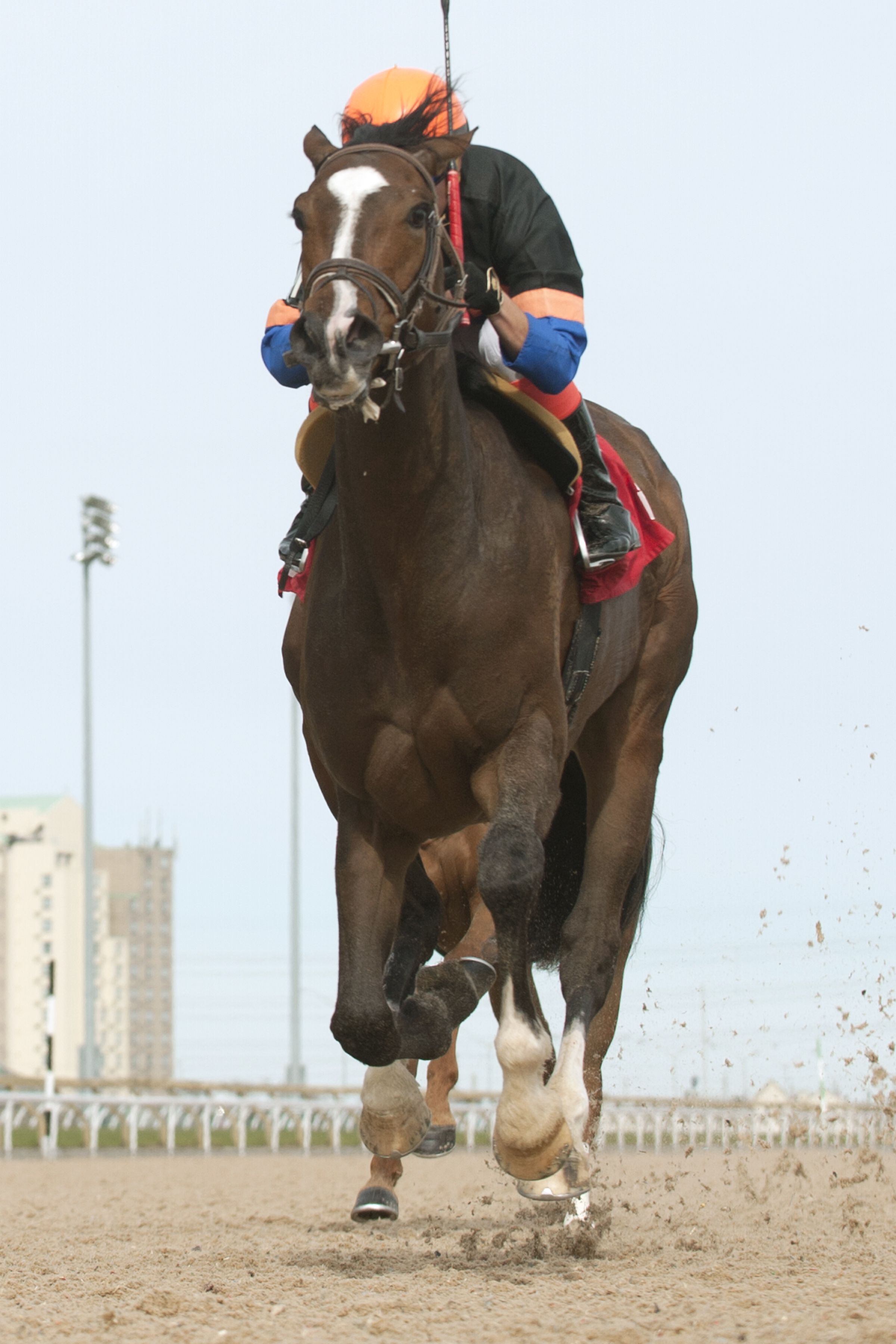 Strut the Course wins an optional claiming race on April 30