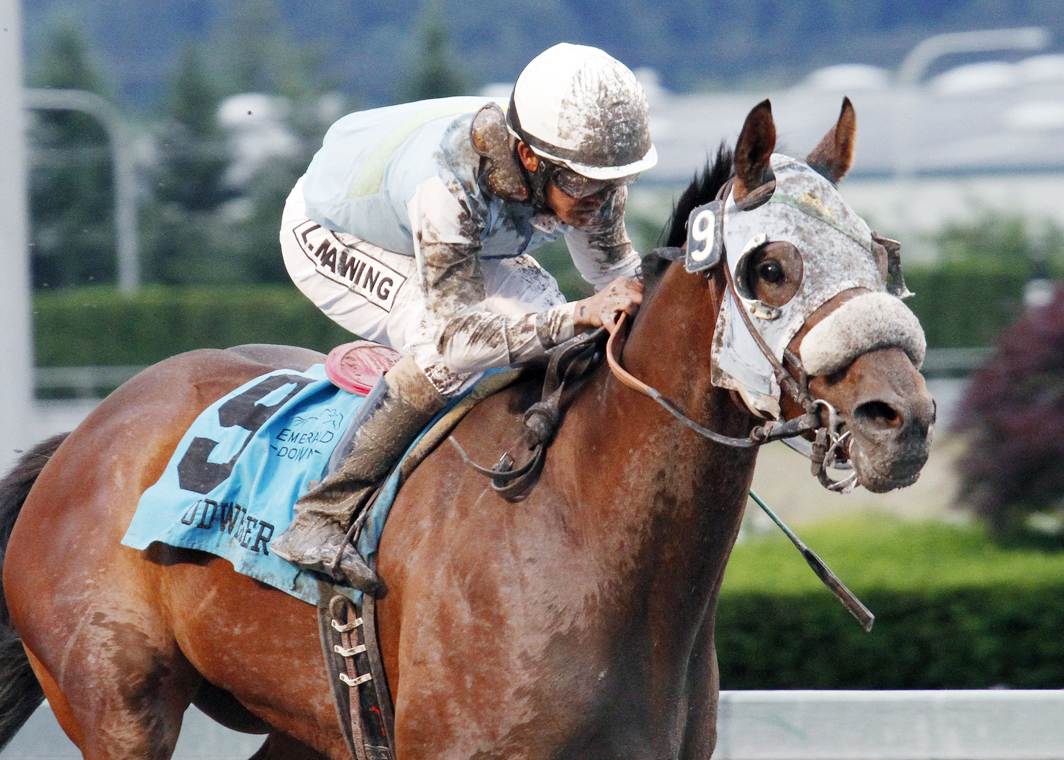 Stryker Phd wins the Budweiser Handicap