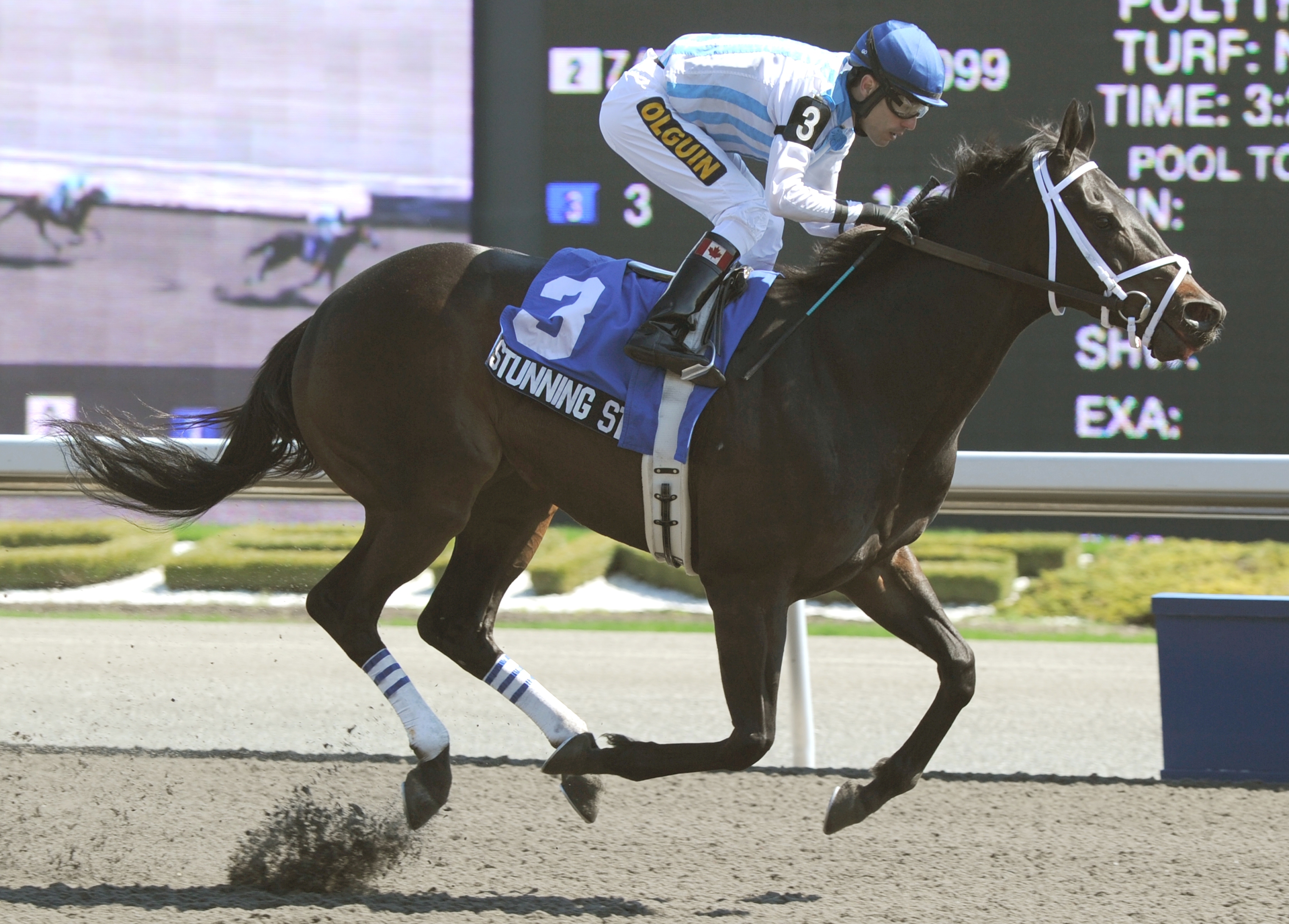 Stunning Stag, Vigil Stakes