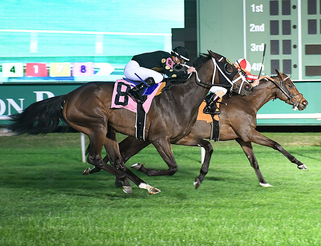 Stunning Sky (No. 8) finishes second in the Jersey Lilly Turf Stakes at Sam Houston