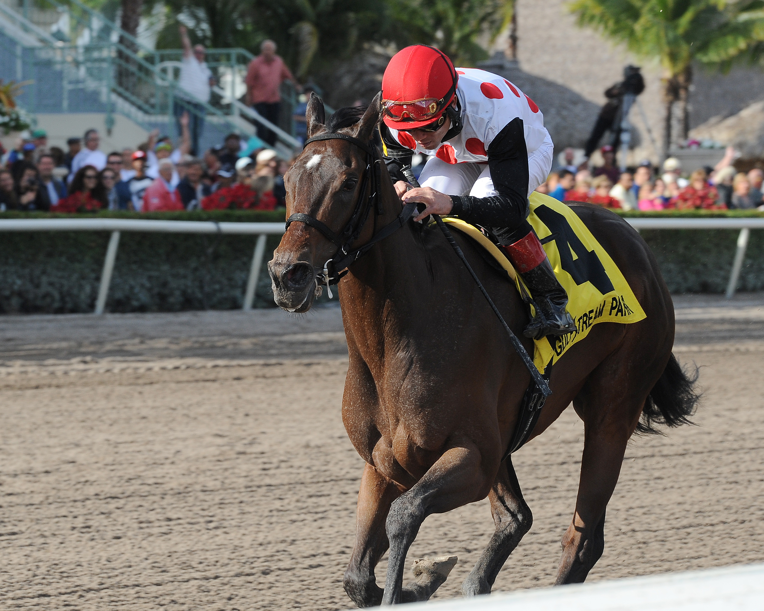 Successful Song, Ocala Stakes