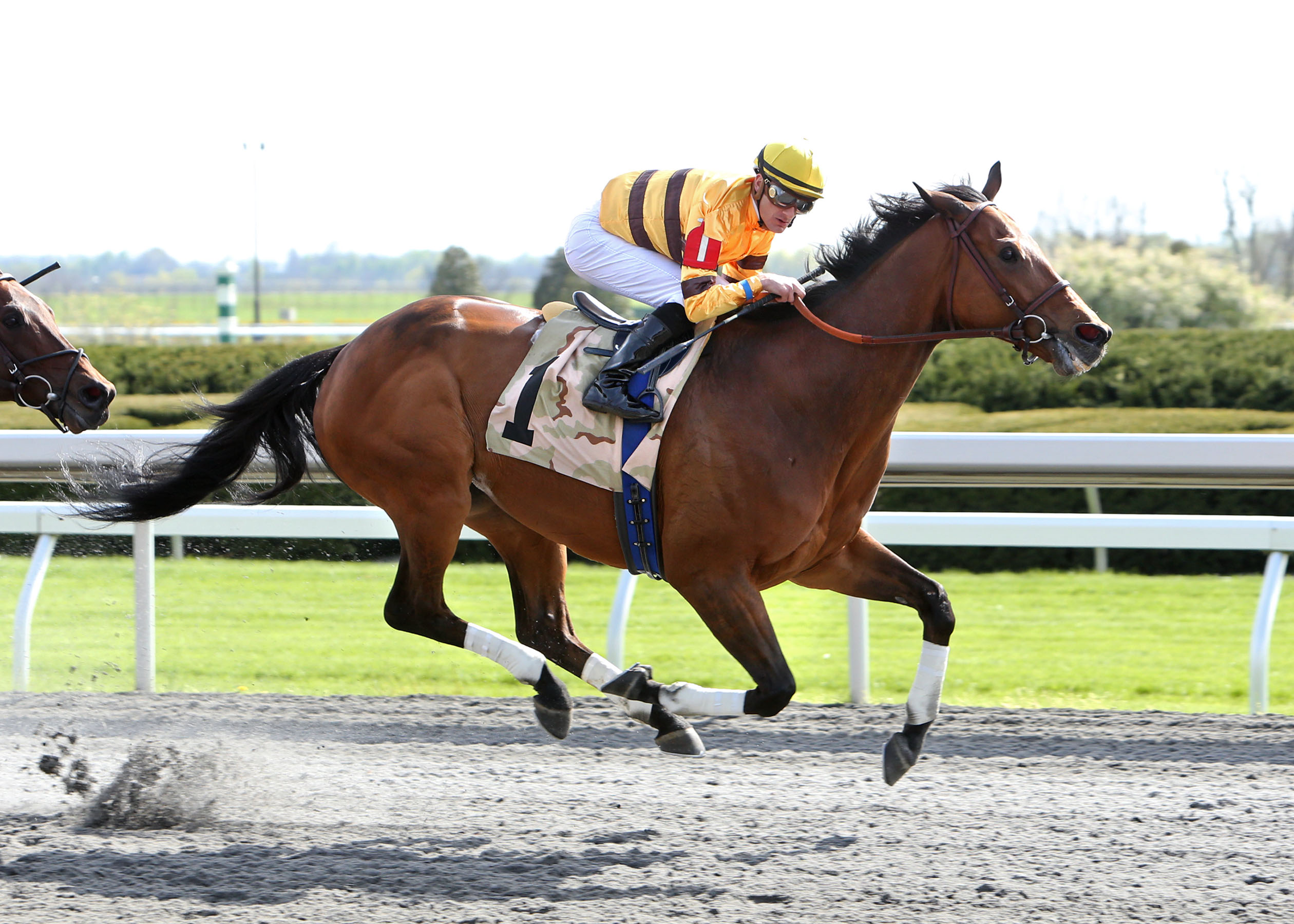 Successful Dan wins the 2013 Ben Ali at Keeneland