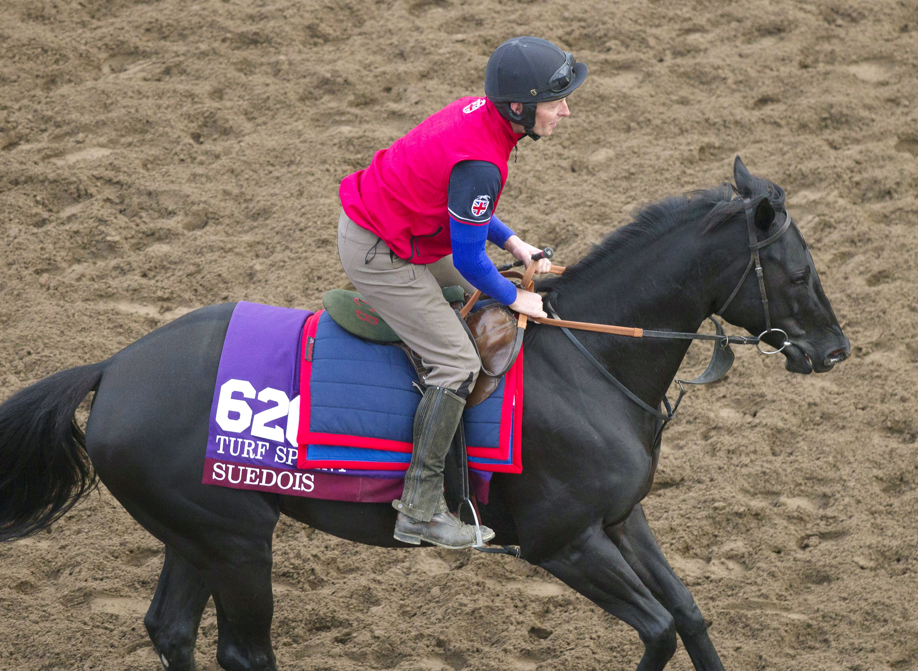 Suedois trains at Santa Anita in November 2016