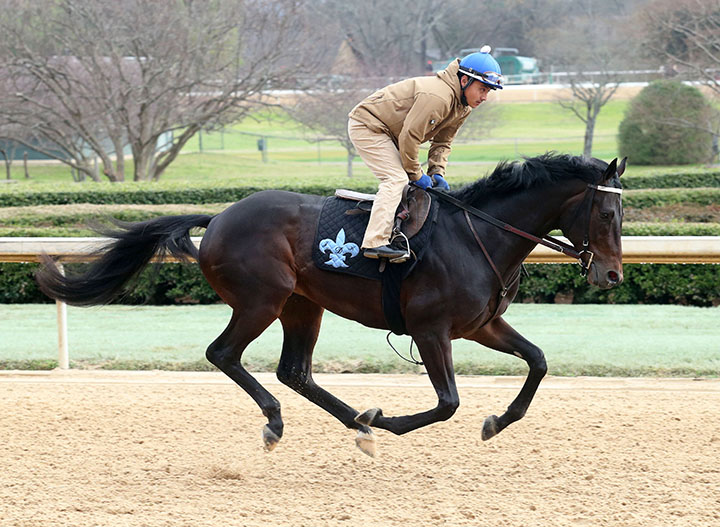 Sueno gallops at Oaklawn on Feb. 15