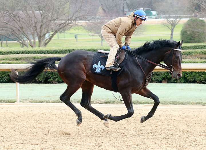 Sueno gallops at Oaklawn on Feb. 15