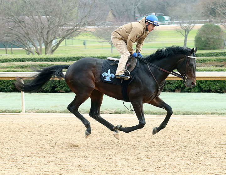 Sueno gallops at Oaklawn on Feb. 15