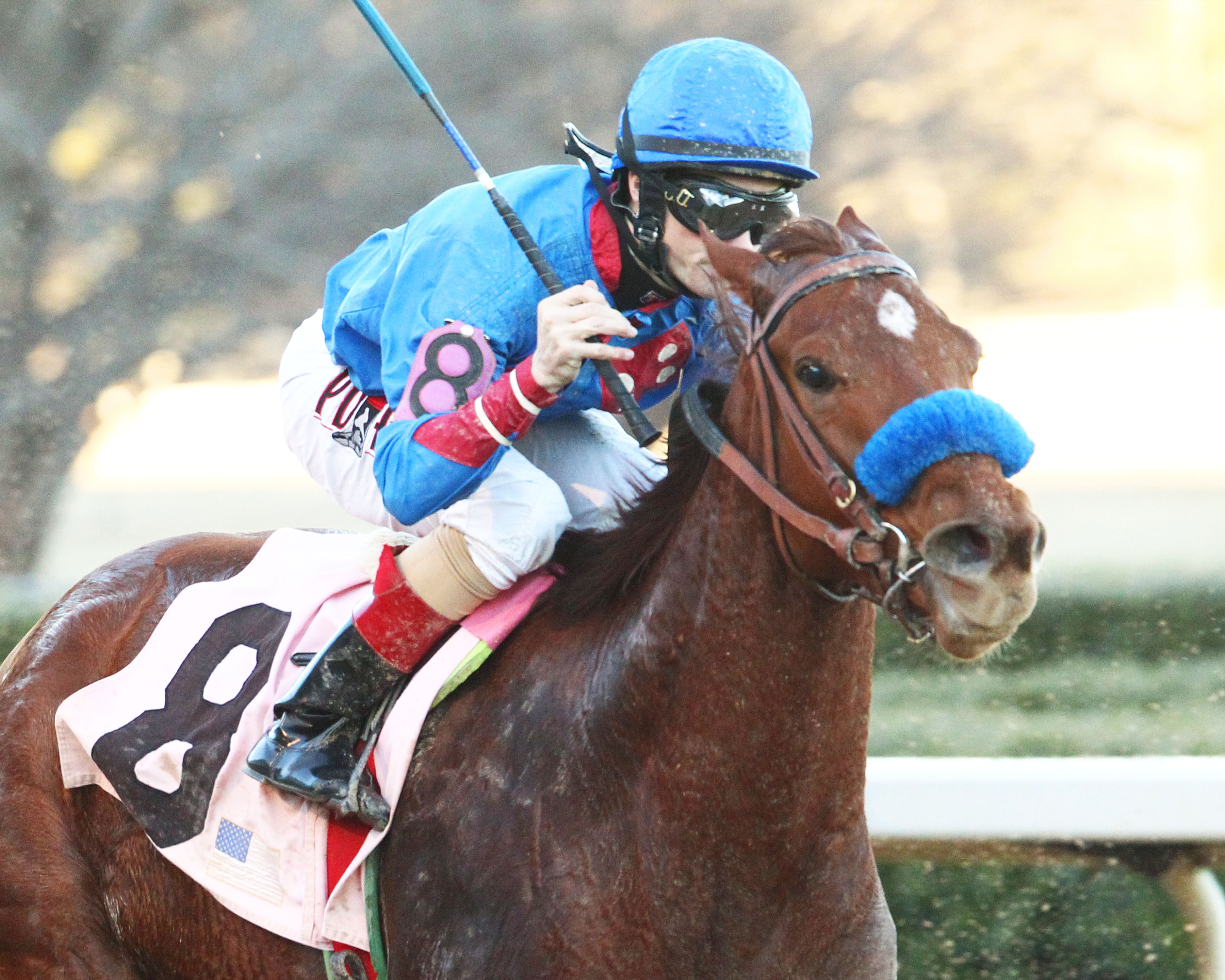 Sugar Shock wins 2015 American Beauty