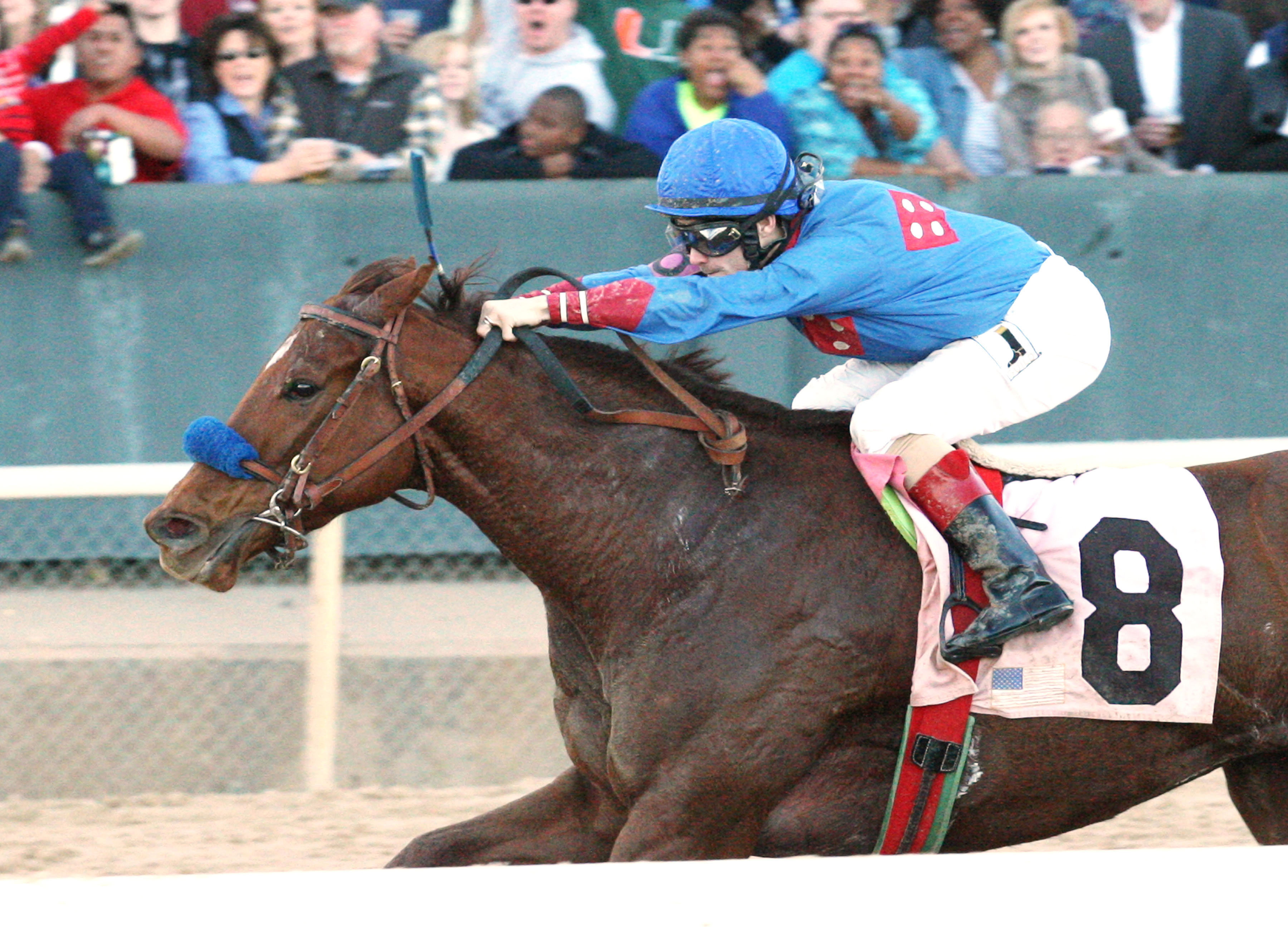 Sugar Shock wins the American Beauty