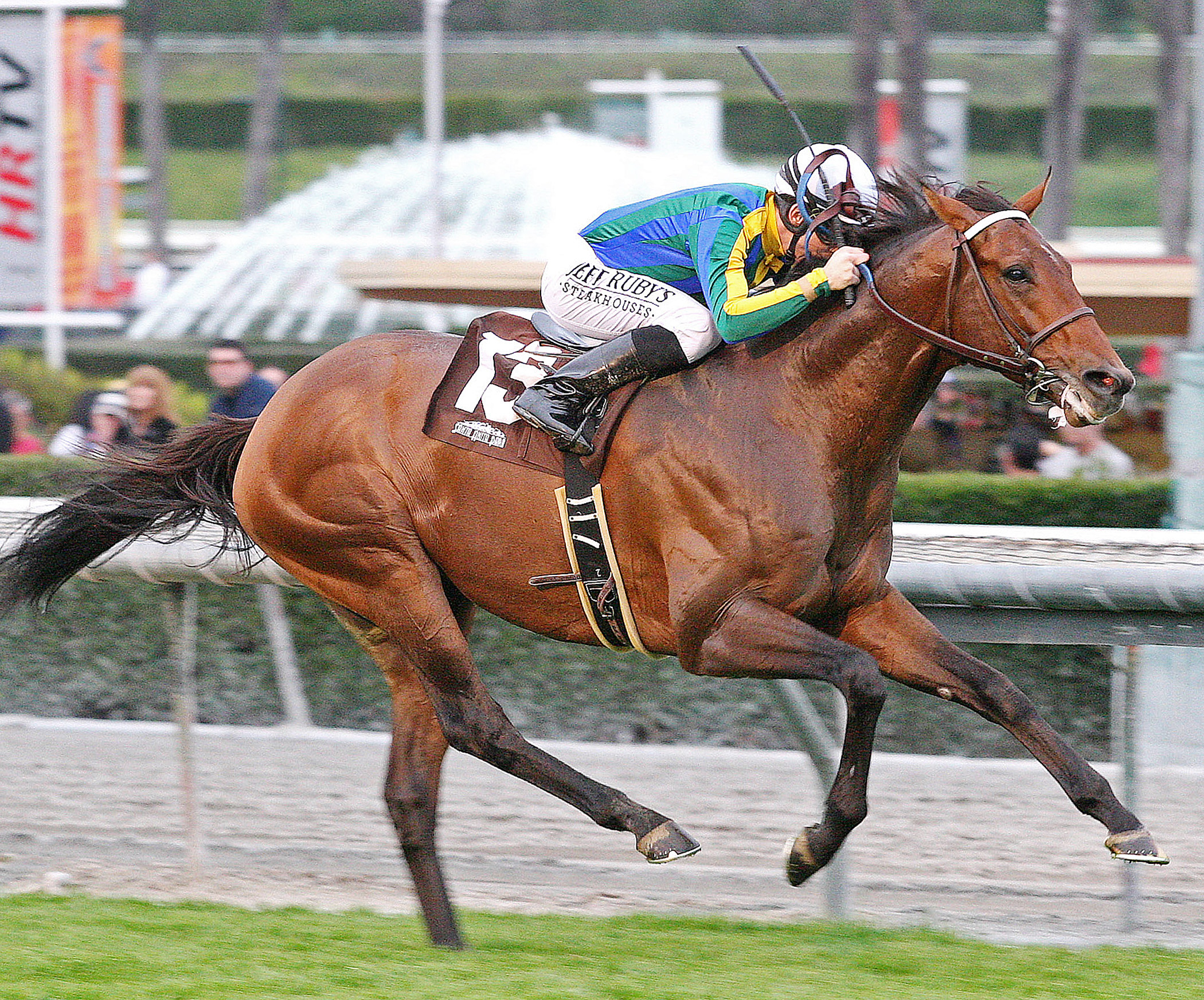 Suggestive Boy, Arcadia Stakes
