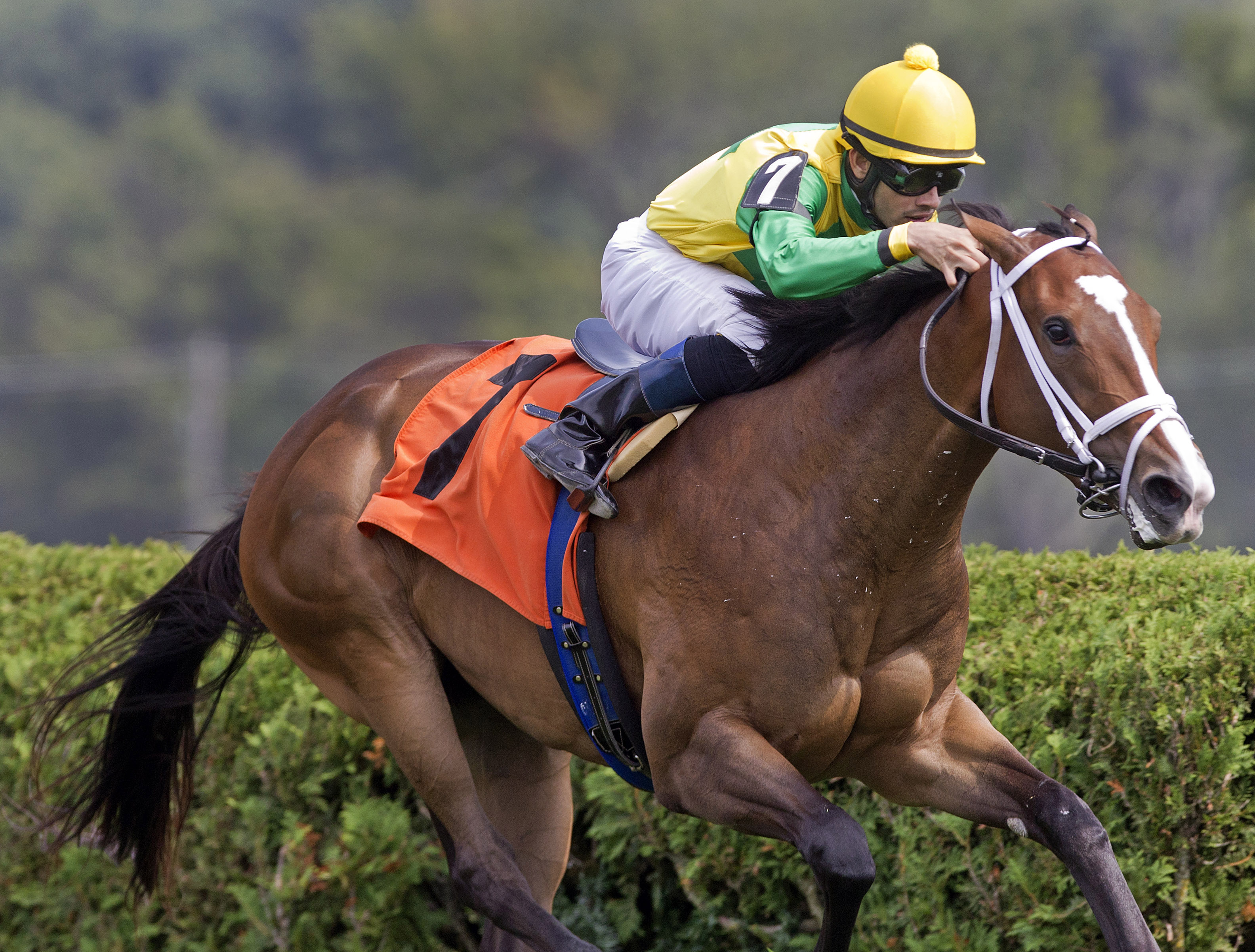 Summer of Fun/maiden win