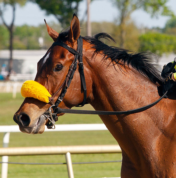 Summer Assault at Tampa Bay Downs in March 2020
