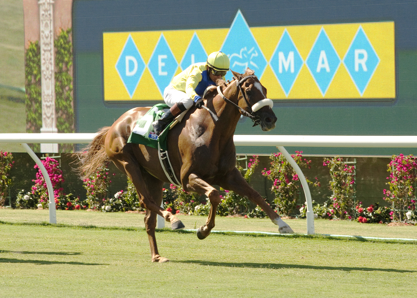 Super Ability wins an optional claimer on the new Del Mar turf course