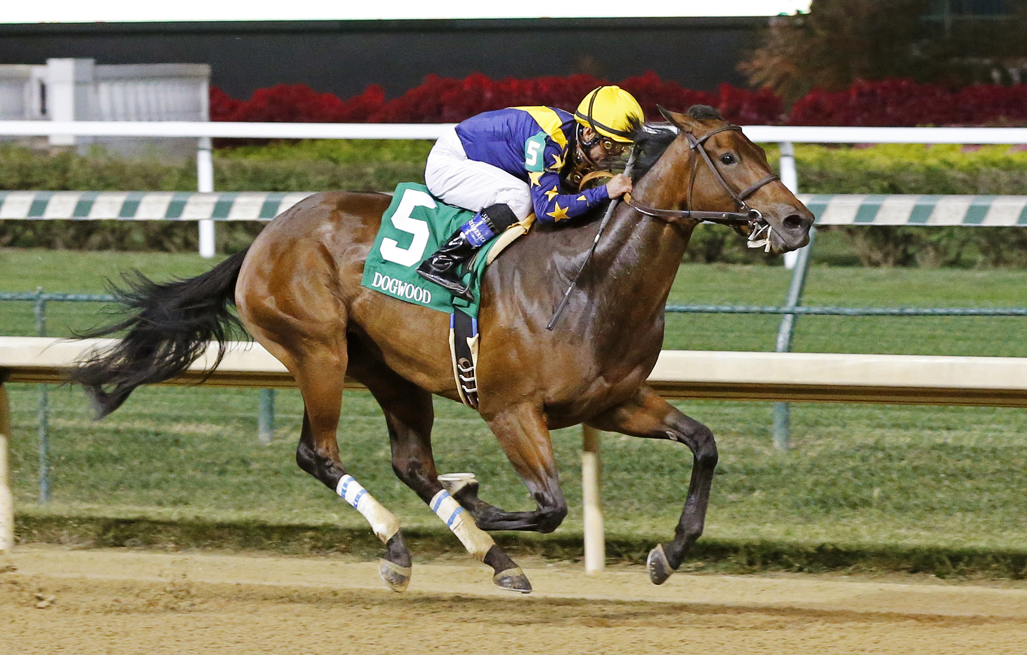 Super Majesty wins the Dogwood