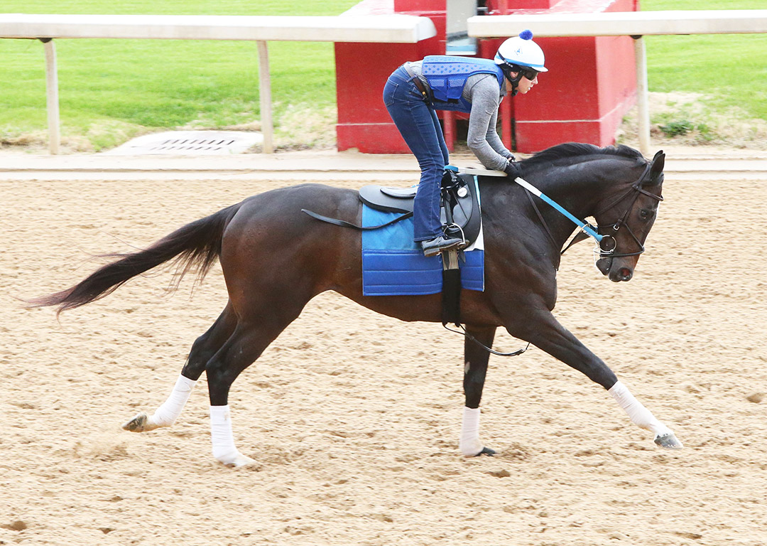 Super Stock trains at Oaklawn Park on March 11