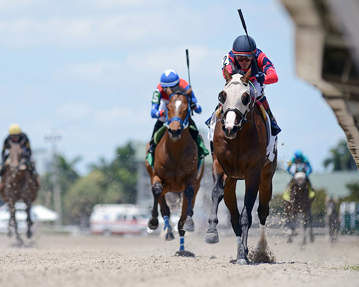 Superfecto wins a May 2 maiden race at Gulfstream Park