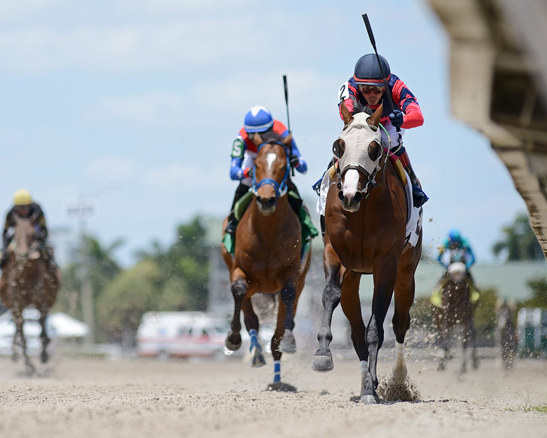 Superfecto wins a May 2 maiden race at Gulfstream Park