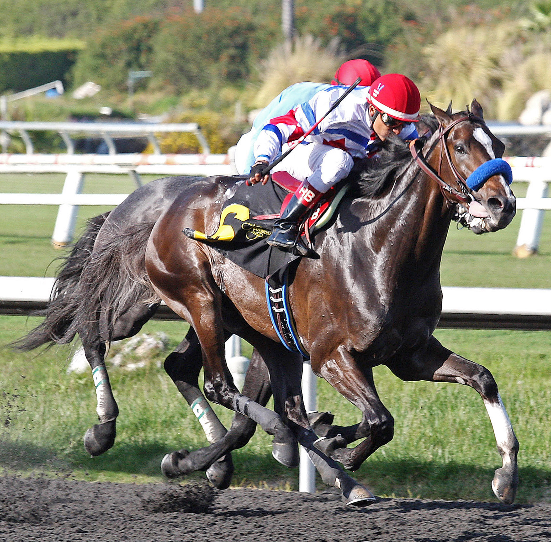 Surfcup, Snow Chief Stakes