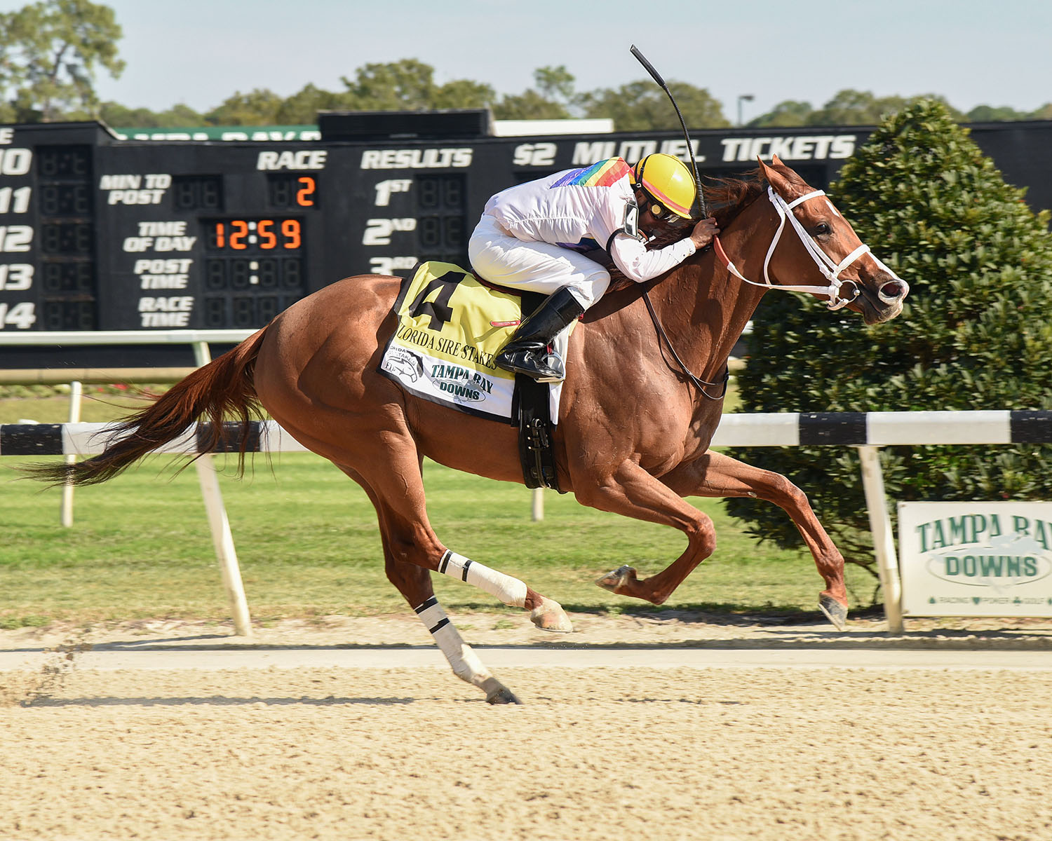 Surprise Wedding wins the City of Ocala Florida Sire Stakes