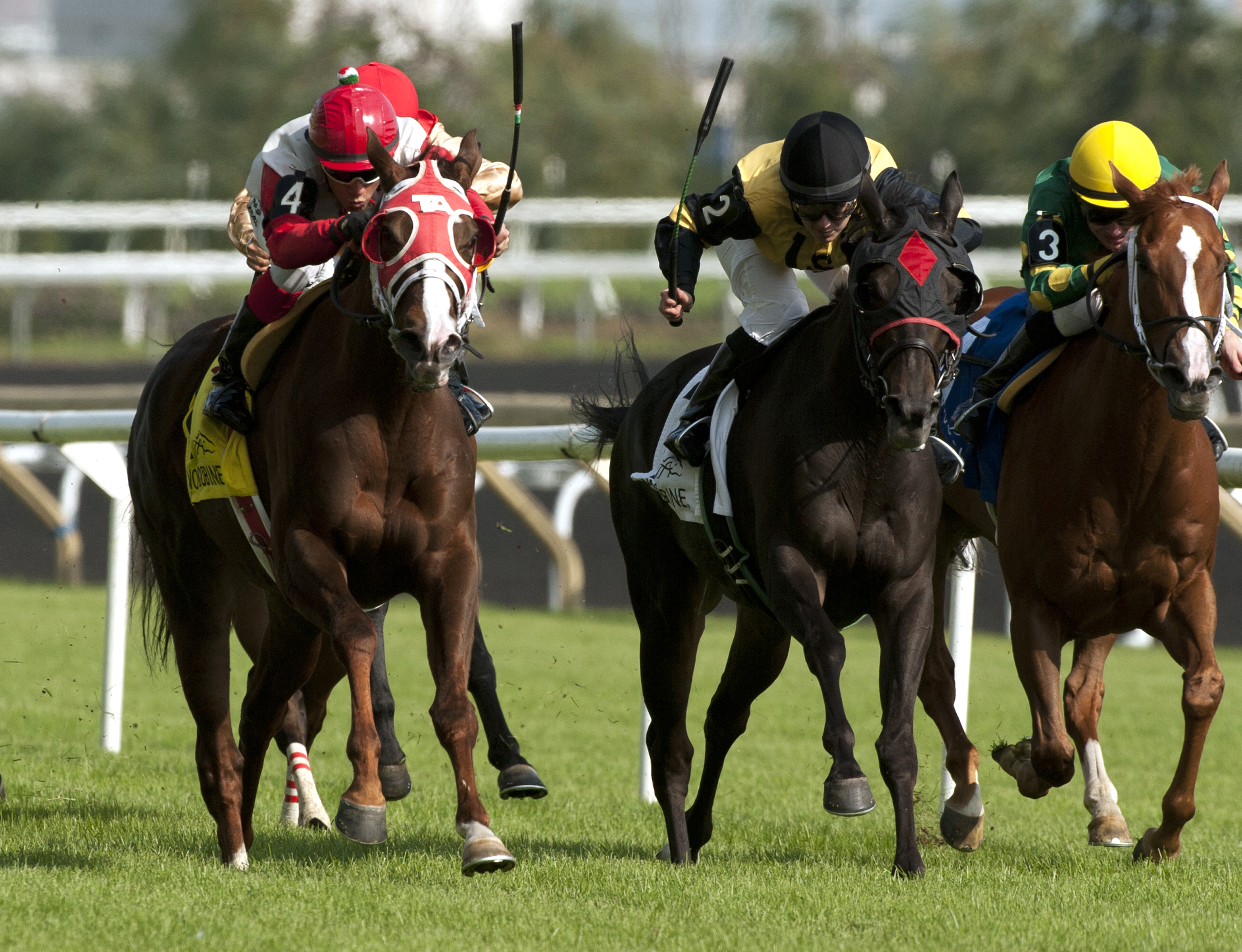 Surtsey wins the Avowal Stakes