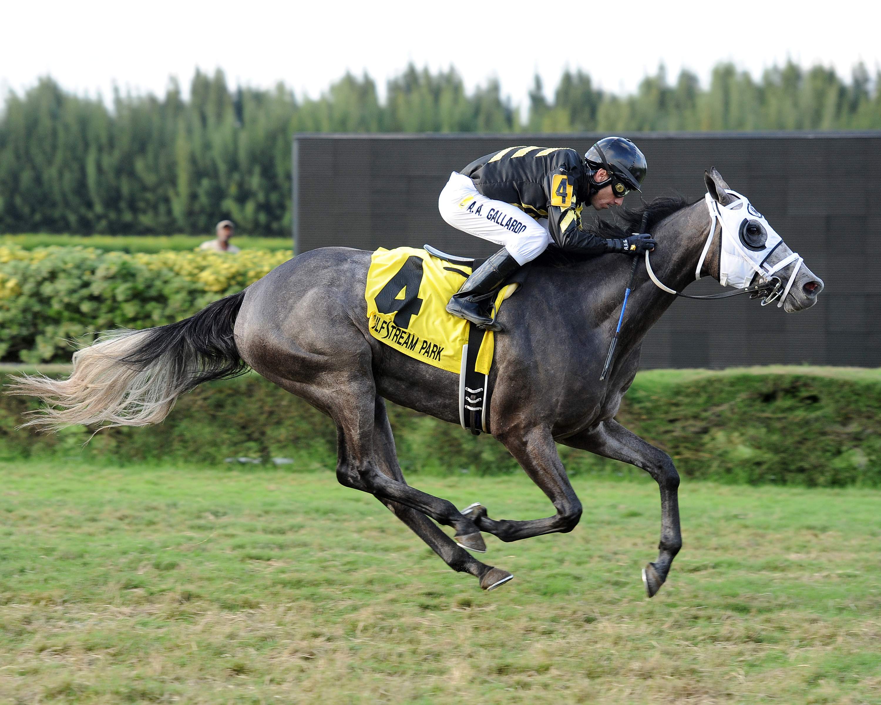 Susie Bee wins the Cellars Shiraz Stakes